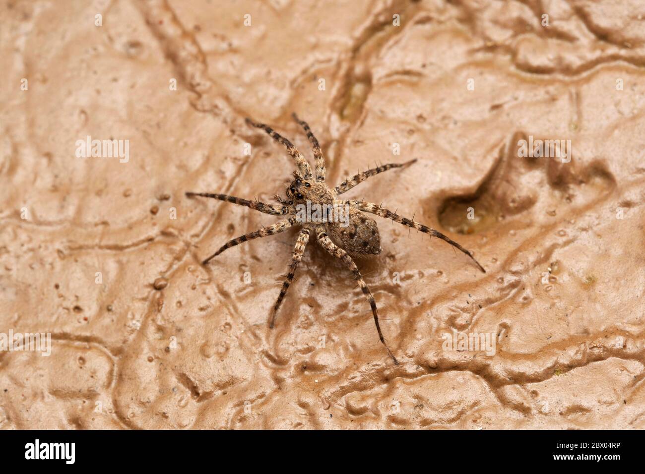 Dorsal des Weibchens der Wolfsspinne, Pardosa pseudoannulata Lycosidae, Lonand, Maharashtra, Indien Stockfoto