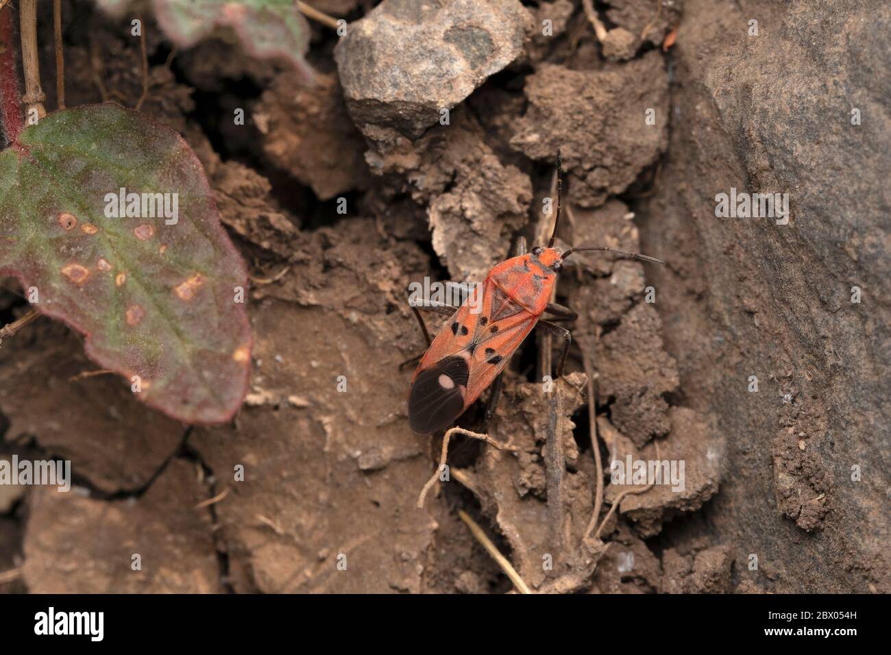 Samenwanzen, Spilostethus pandurus, Lygainae, Lonand, Maharashtra, Indien Stockfoto