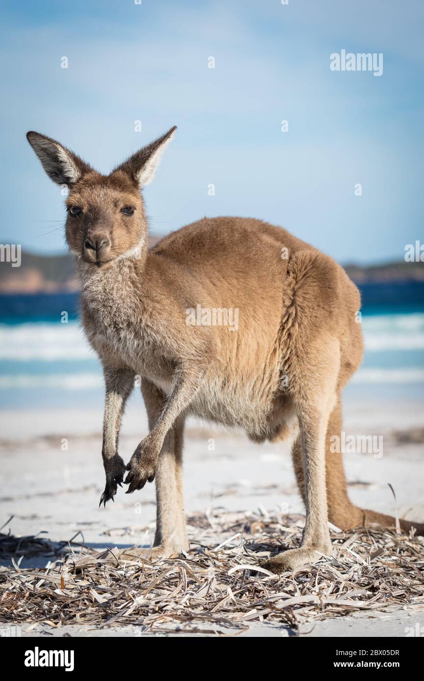 Ein Känguru-Porträt am Strand von Lucky Bay im Cape Le Grand National Park, in der Nähe von Esperance, Westaustralien Stockfoto