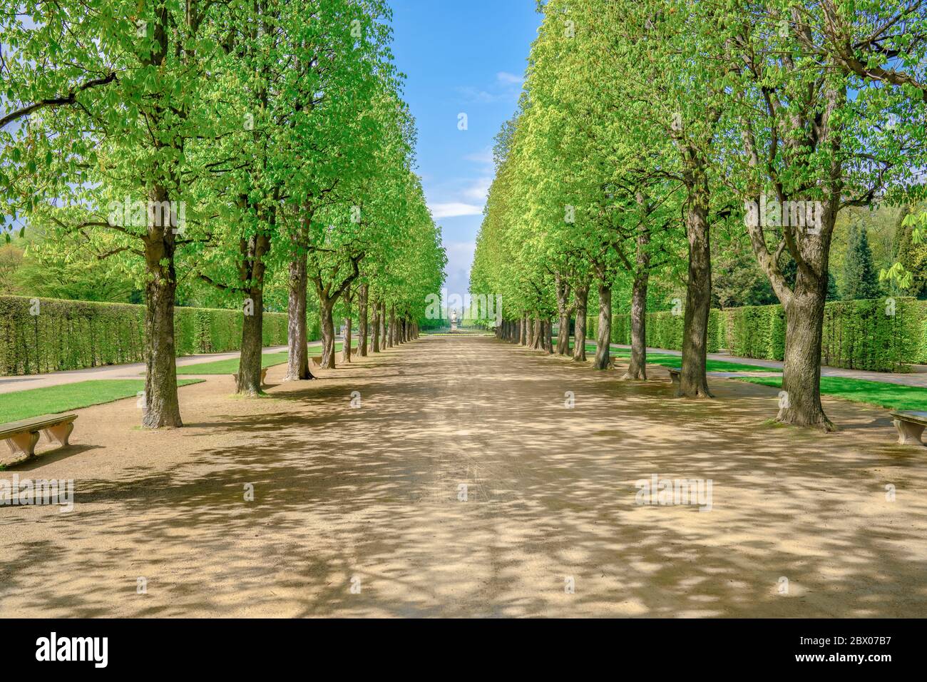 Eine grüne Baumallee im Sonnenschein Stockfoto