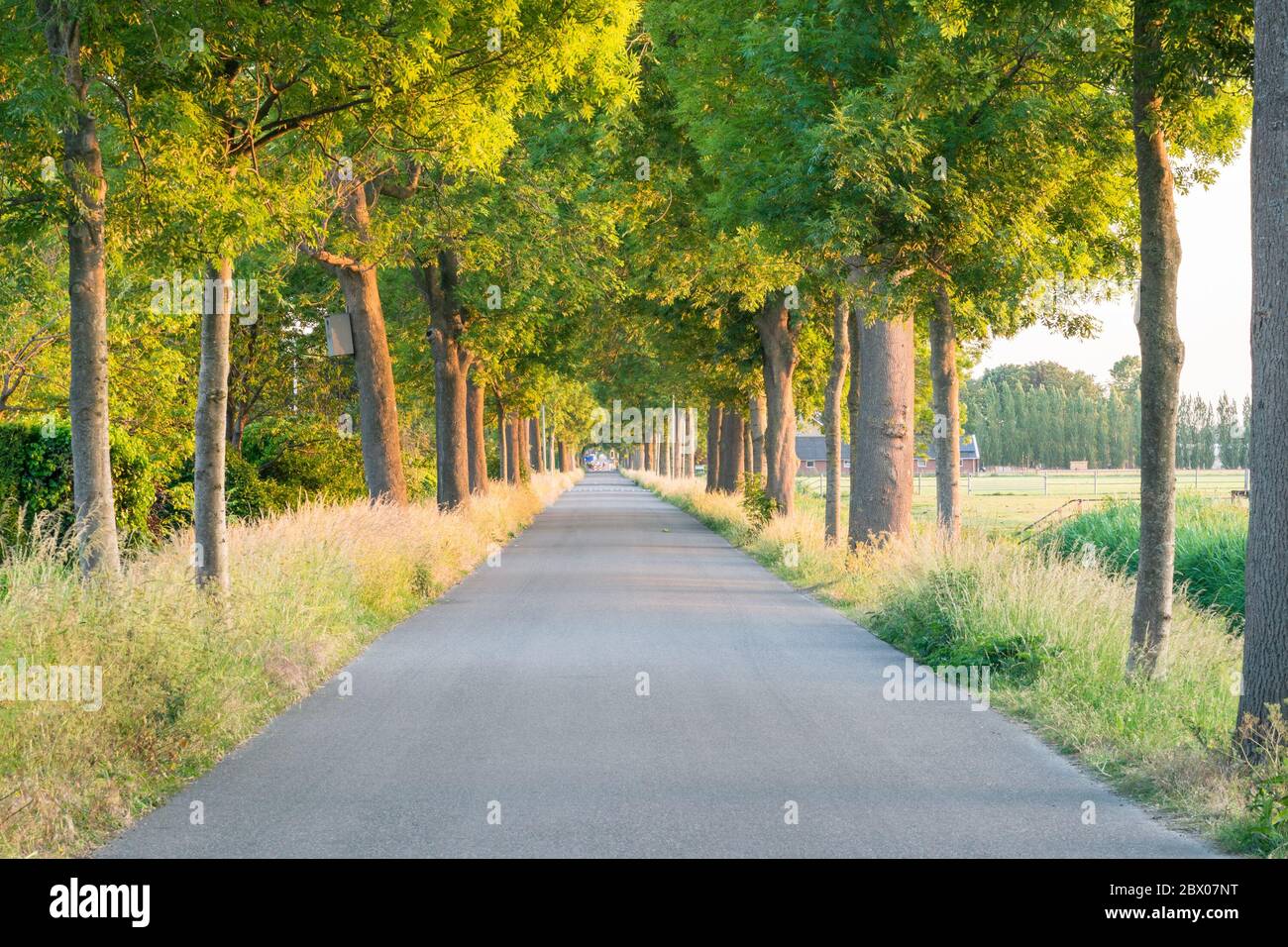 Leere Straße, die durch eine Baumallee führt, während der Sonnenuntergang Stockfoto