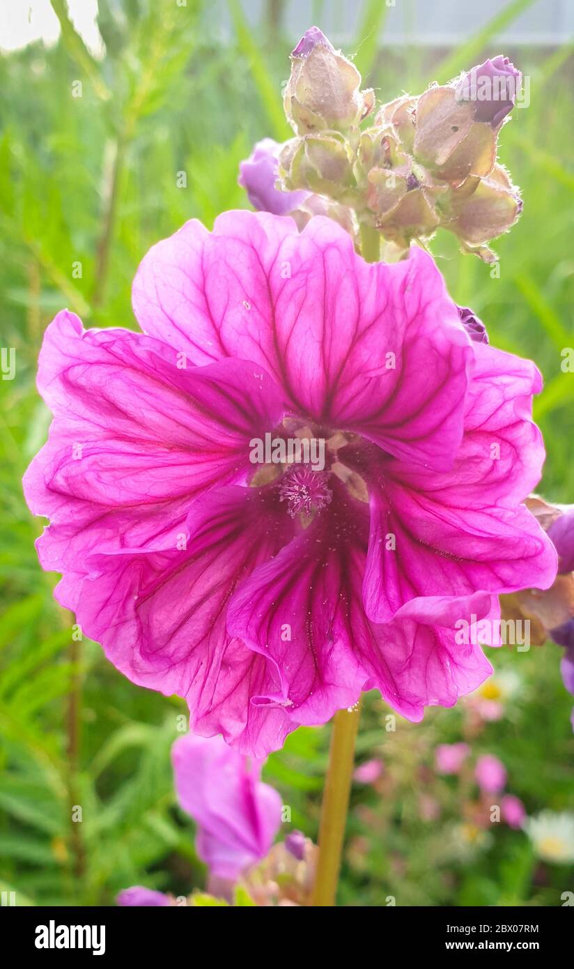 Detailreiches Bild einer rosa bis lila Geranienblume Stockfoto