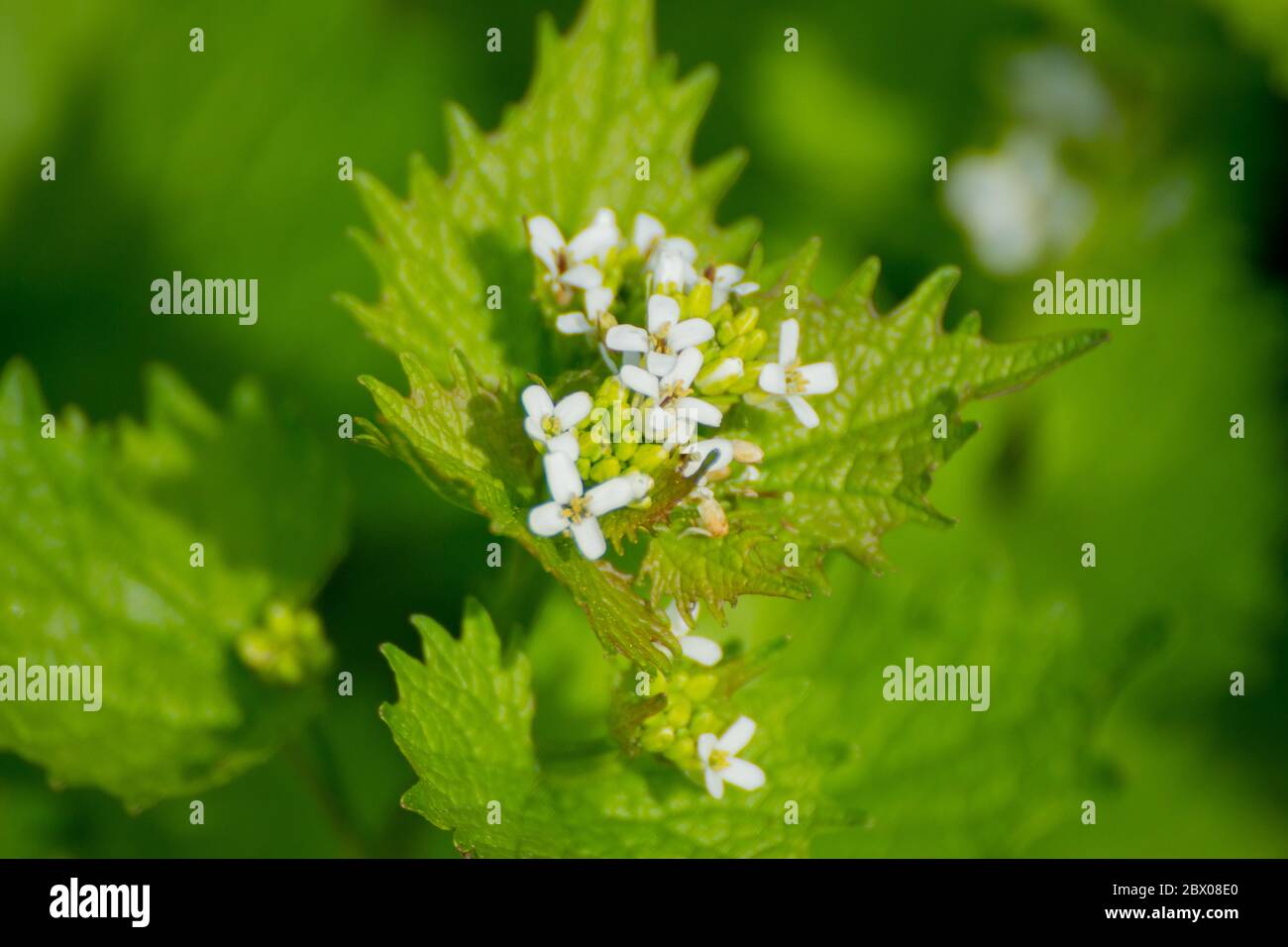 Nahaufnahme von Blüten aus Knoblauchsenf, Alliaria petiolata oder Knoblauchsrauke Stockfoto