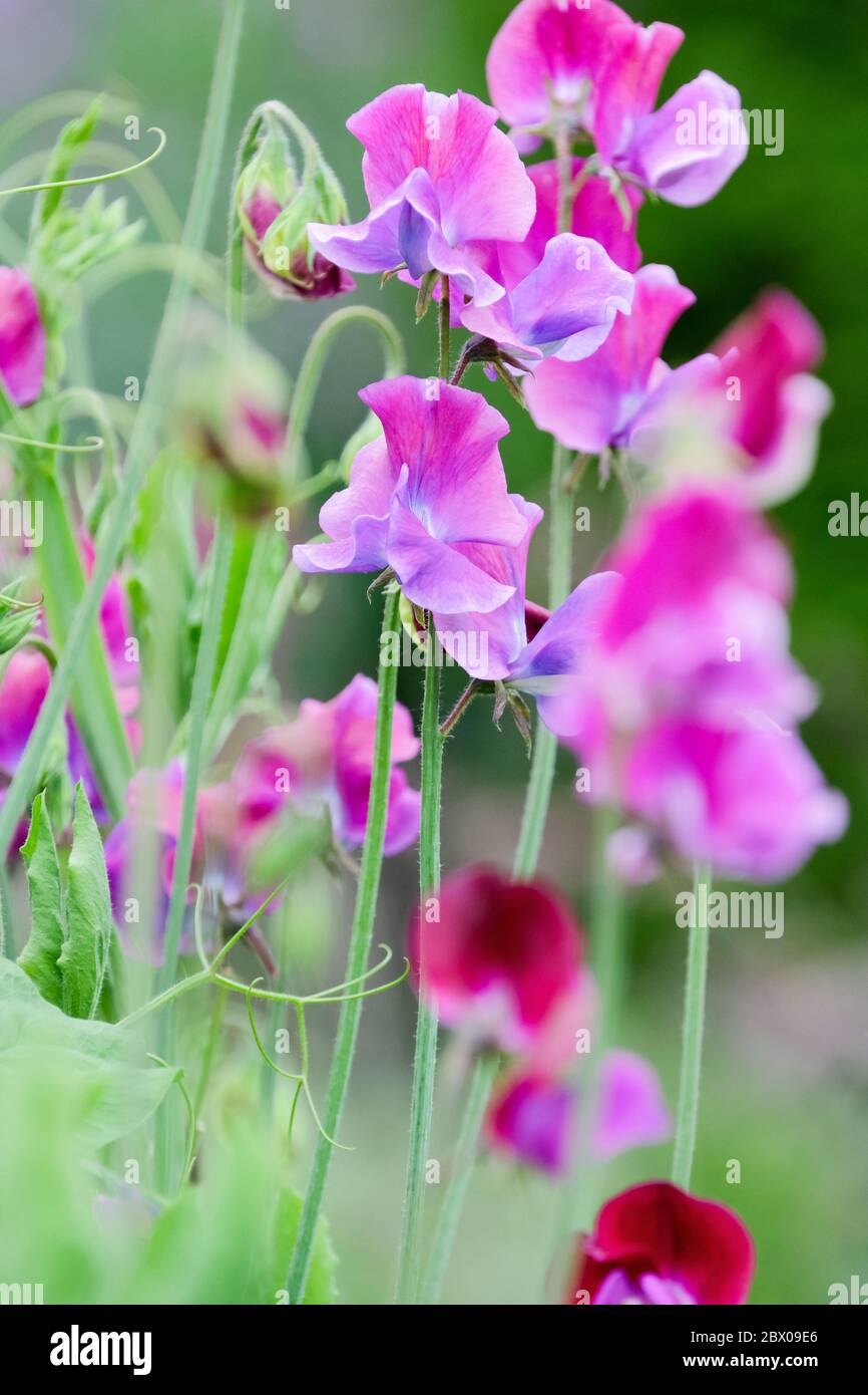 lathyrus odoratus 'Blue Shift', Sweet Pea 'Blue Shift' Stockfoto