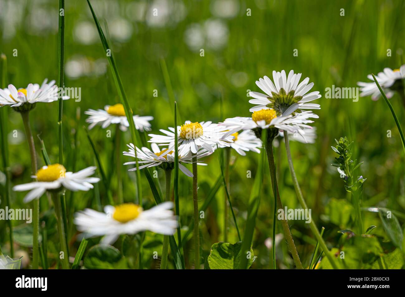 Grünes Gras mit kleinen weißen Gänseblümchen Hintergrund. Nahaufnahme von weißem Gänseblümchen im Gras Stockfoto
