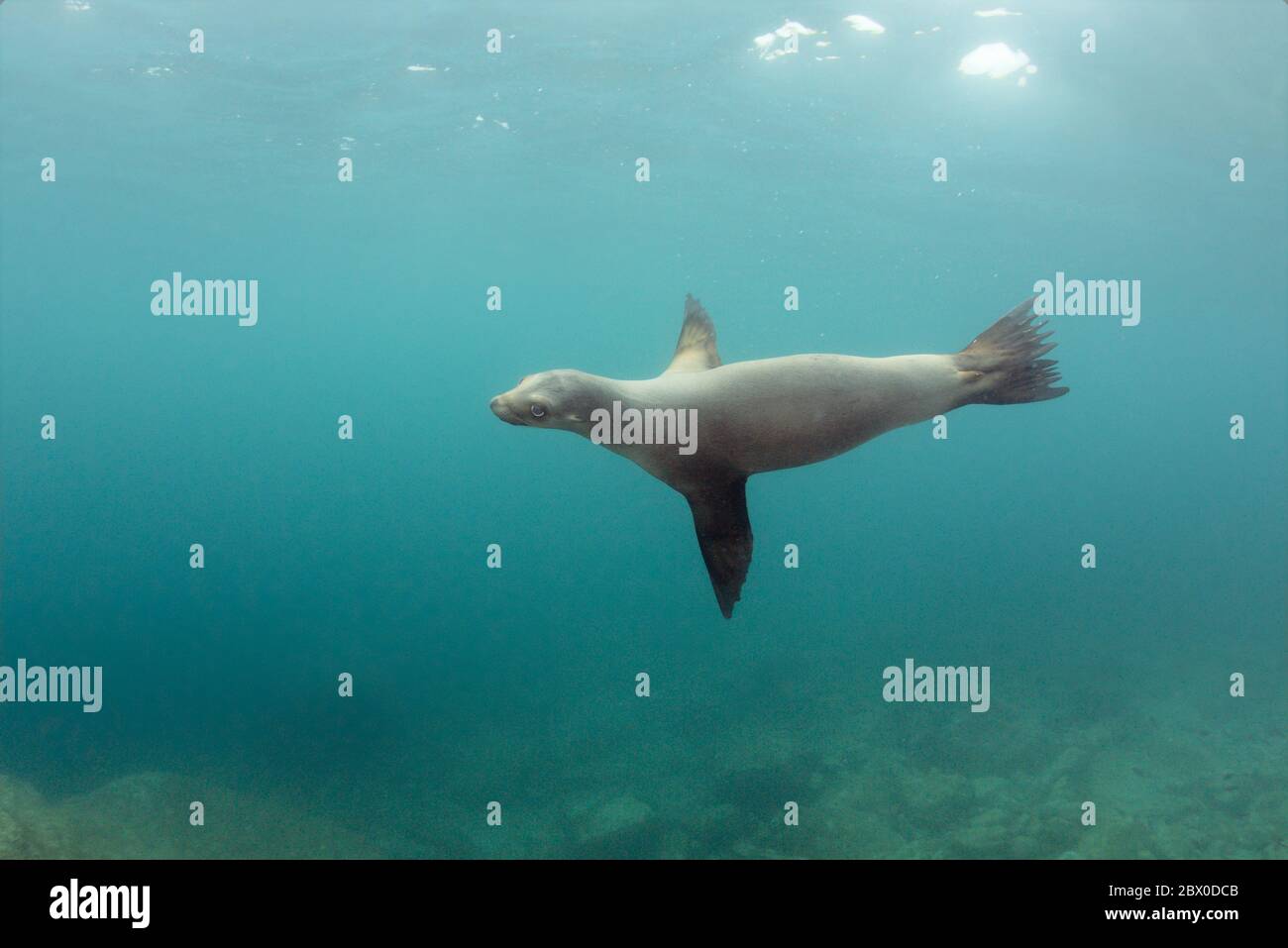 Ein einziger wilder kalifornischer Seelöwe (Zalophus californianus) schwimmt unter Wasser um Los Islotes, Baja California, Mexiko. Stockfoto