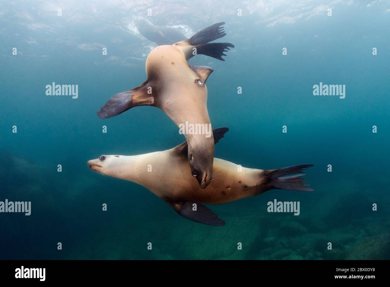 Wilde kalifornische Seelöwen (Zalophus californianus) spielen im Wasser um Los Islotes, Baja California, Mexiko. Stockfoto
