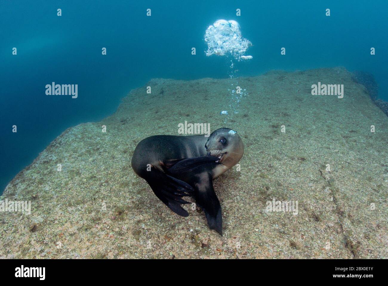 Junge kalifornische Seelöwen (Zalophus californianus) spielen im Wasser um Los Islotes, Baja California, Mexiko. Stockfoto