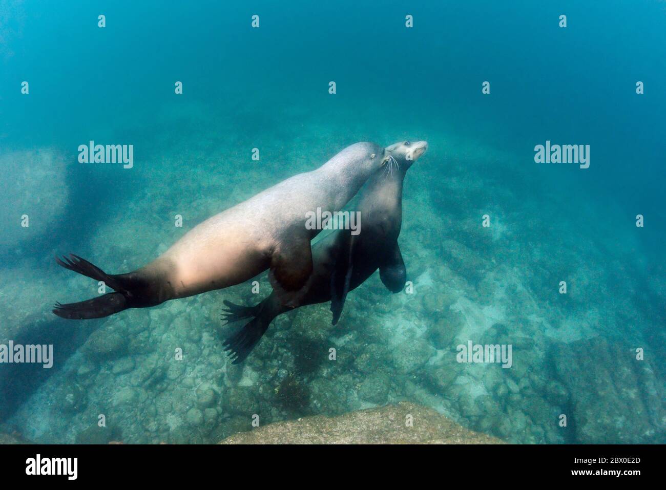 Wilde kalifornische Seelöwen (Zalophus californianus) spielen im Wasser um Los Islotes, Baja California, Mexiko. Stockfoto