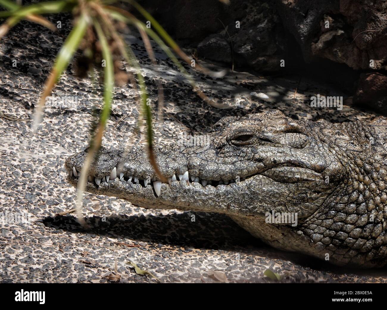 Detaillierte Nahaufnahme der Skala des gefährlichen amerikanischen Alligators in seinem natürlichen Lebensraum. Stockfoto