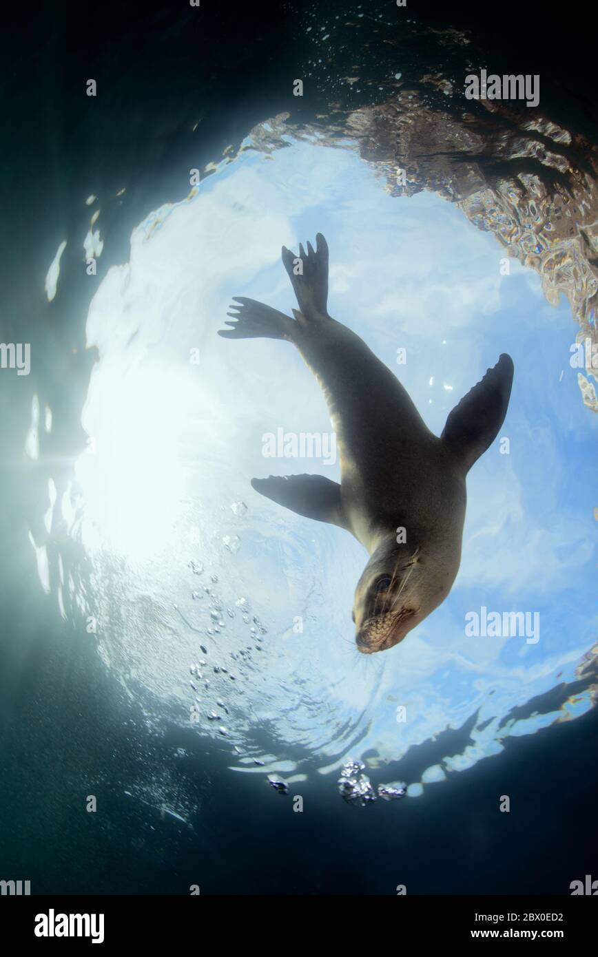 Junge kalifornische Seelöwen (Zalophus californianus) spielen im Wasser um Los Islotes, Baja California, Mexiko. Stockfoto