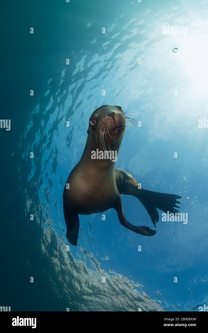Junge kalifornische Seelöwen (Zalophus californianus) spielen im Wasser um Los Islotes, Baja California, Mexiko. Stockfoto
