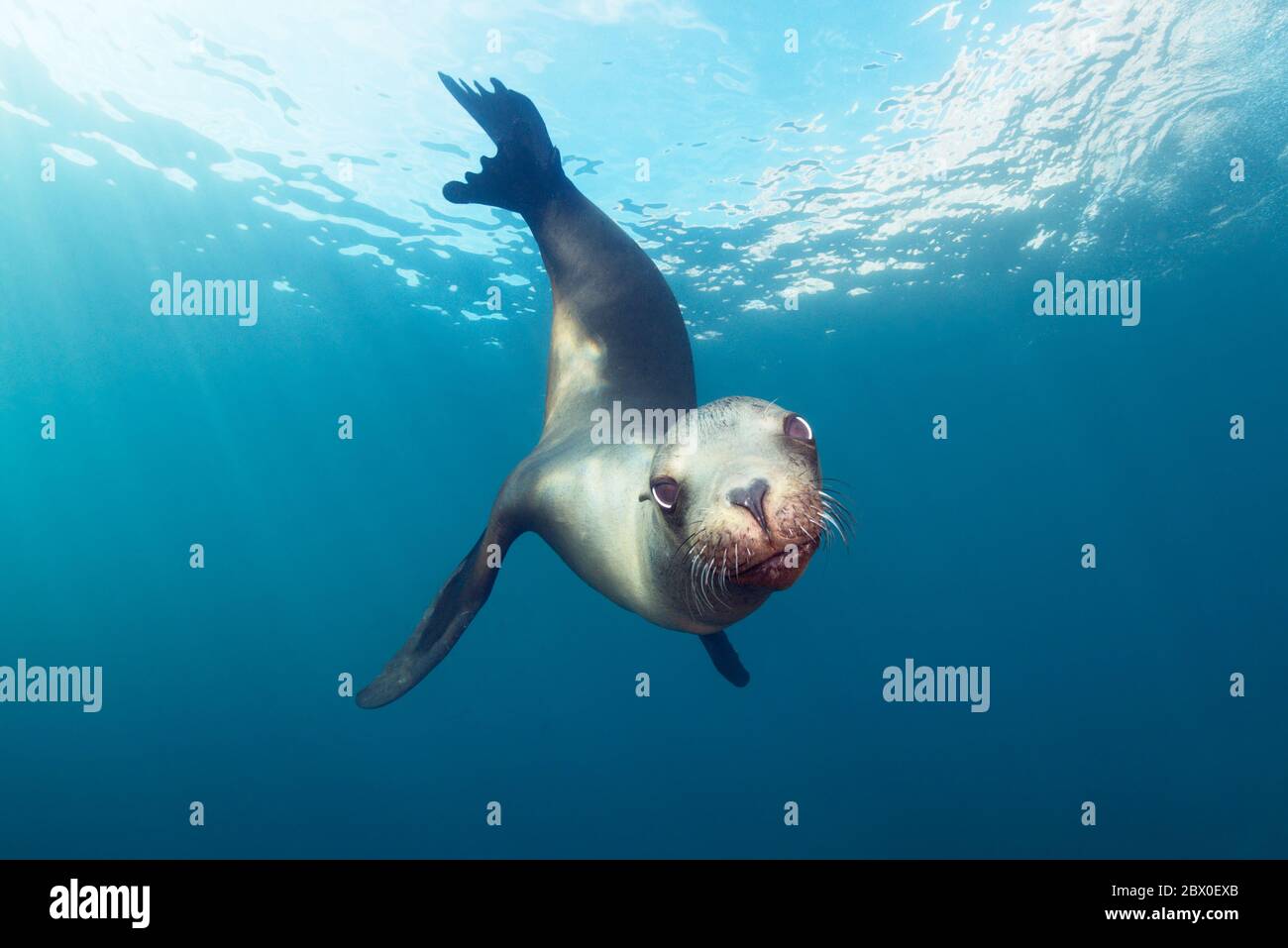 Junge kalifornische Seelöwen (Zalophus californianus) spielen im Wasser um Los Islotes, Baja California, Mexiko. Stockfoto