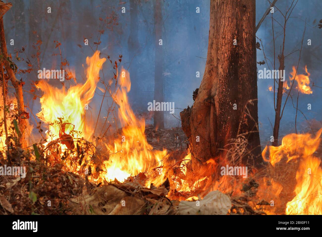 Wildfeuer auf dem Berg in thailand Stockfoto