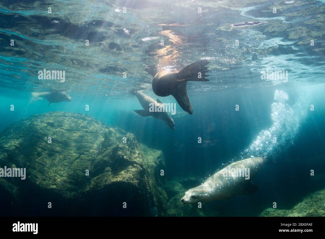 Eine Gruppe von wilden kalifornischen Seelöwen (Zalophus californianus) spielen im Wasser um Los Islotes, Baja California, Mexiko. Stockfoto
