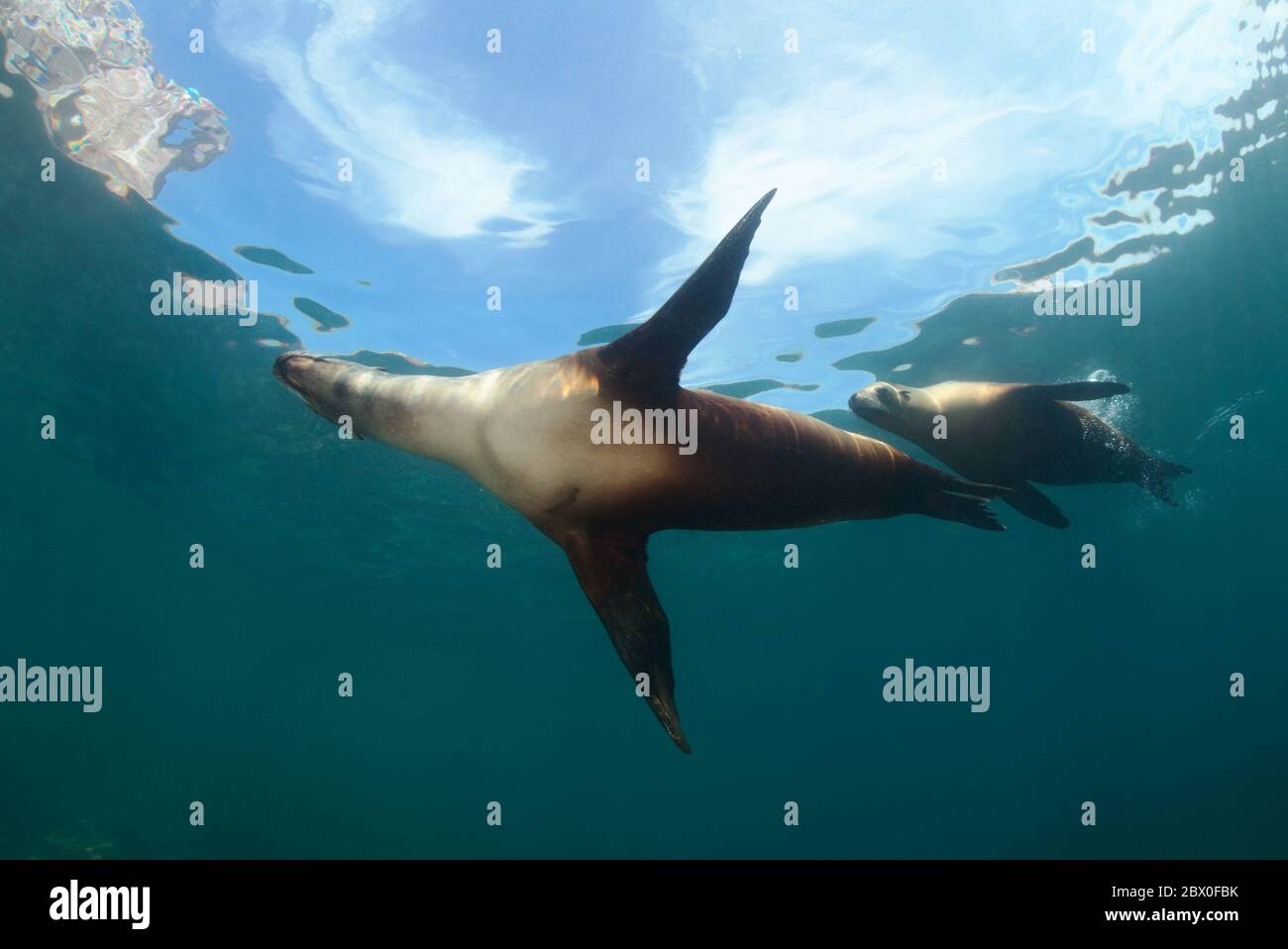 Zwei wilde kalifornische Seelöwen (Zalophus californianus) spielen im Wasser um Los Islotes, Baja California, Mexiko. Stockfoto