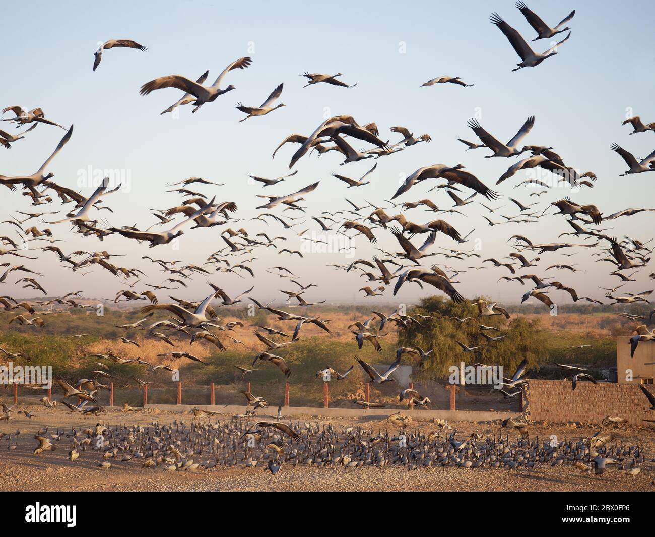 Demoiselle Crane - Herden kreisende Futterzentrum Grus virgo Khichan, Rajasthan, Indien BI032408 Stockfoto