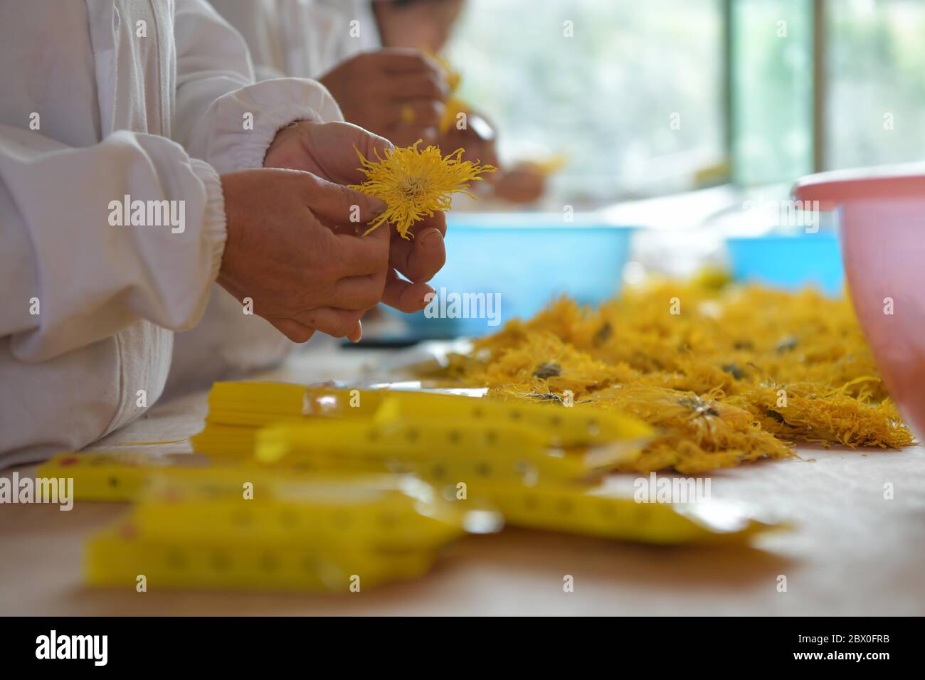 (200604) -- XIUSHUI, 4. Juni 2020 (Xinhua) -- Umsiedlungsdörfer arbeiten in einer Chrysanthemenfabrik in der Nähe einer Umsiedlungsgemeinschaft zur Armutsbekämpfung im Dorf Tangqiao der Gemeinde Huangsha, Landkreis Xiushui, Provinz Jiangxi im Osten Chinas, 20. Mai 2020. Während des 13. Fünfjahresplans (2016-2020) in China hat die lokale Regierung in Xiushui 141 Umsiedlungsgemeinschaften für mehr als 10,000 verarmte Landbewohner errichtet, die früher mit dem Leben in den Berggebieten des Landkreises zu kämpfen hatten. Die umgesiedelten Landbewohner haben jetzt Zugang zu besseren Krankenhäusern, Schulen und Arbeitsmöglichkeiten. Mann Stockfoto