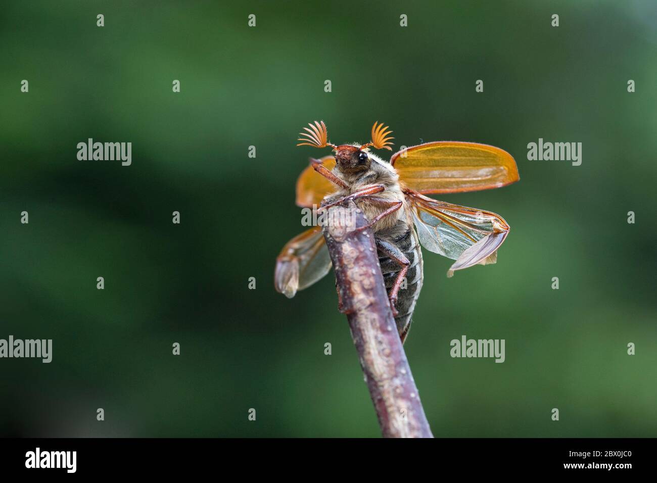 Gemeinsame Maikäfer (Melolontha melolontha) Stockfoto