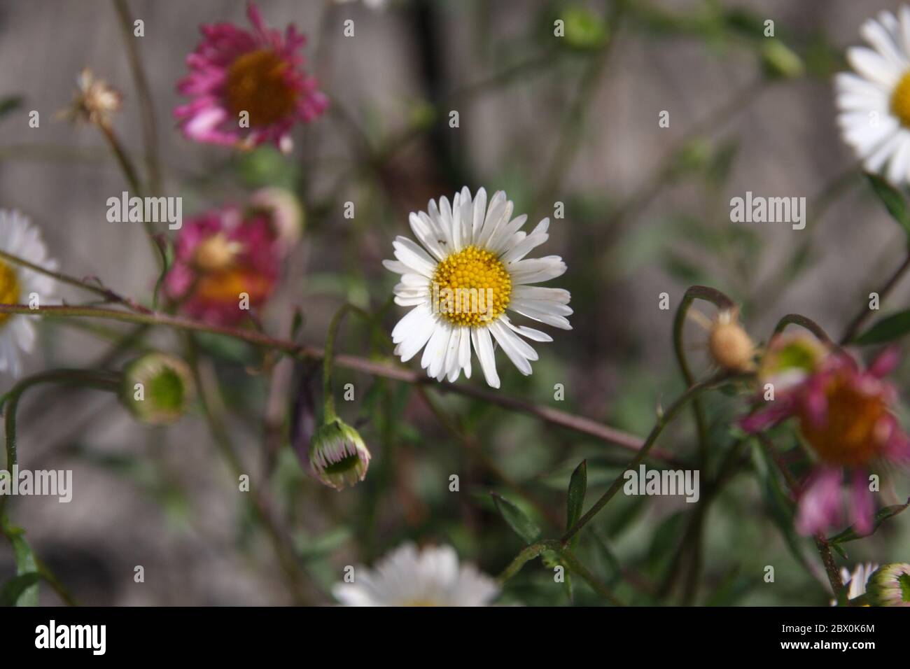 Nahaufnahme von zierlichen weißen und rosa spanischen Gänseblümchen, Erigeron karvinskianus zwischen verwitterten Holzlatten selektiven Fokus. Romantischer Landgarten Stockfoto