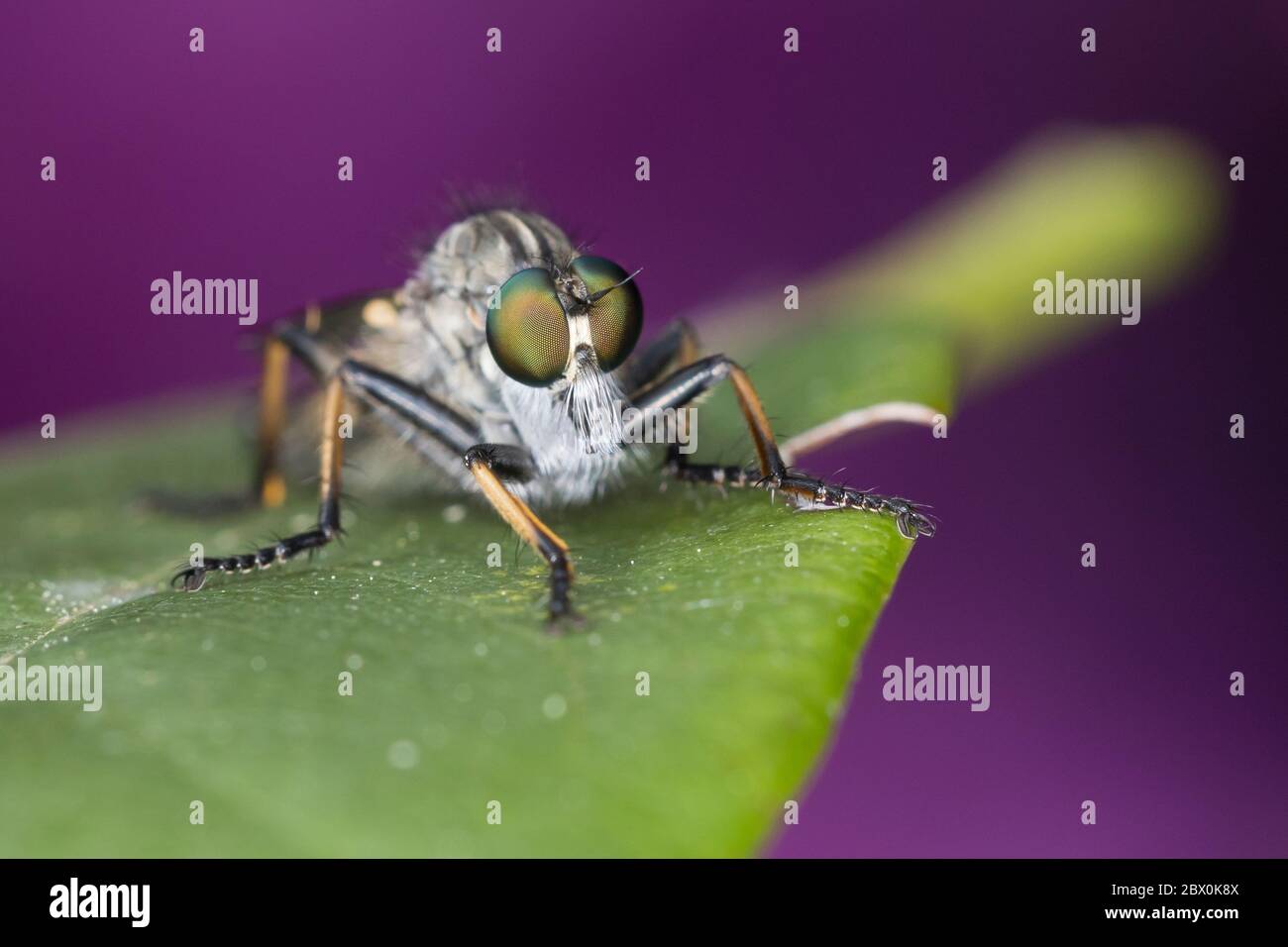 Gemeiner Strauchdieb, Raubfliege, Neoitamus cyanurus, Itamus cyanurus, Ahle Robberfly, Ahle Robberfly, Robberfly, Räuberfly, Raubfliegen, Mordfl Stockfoto