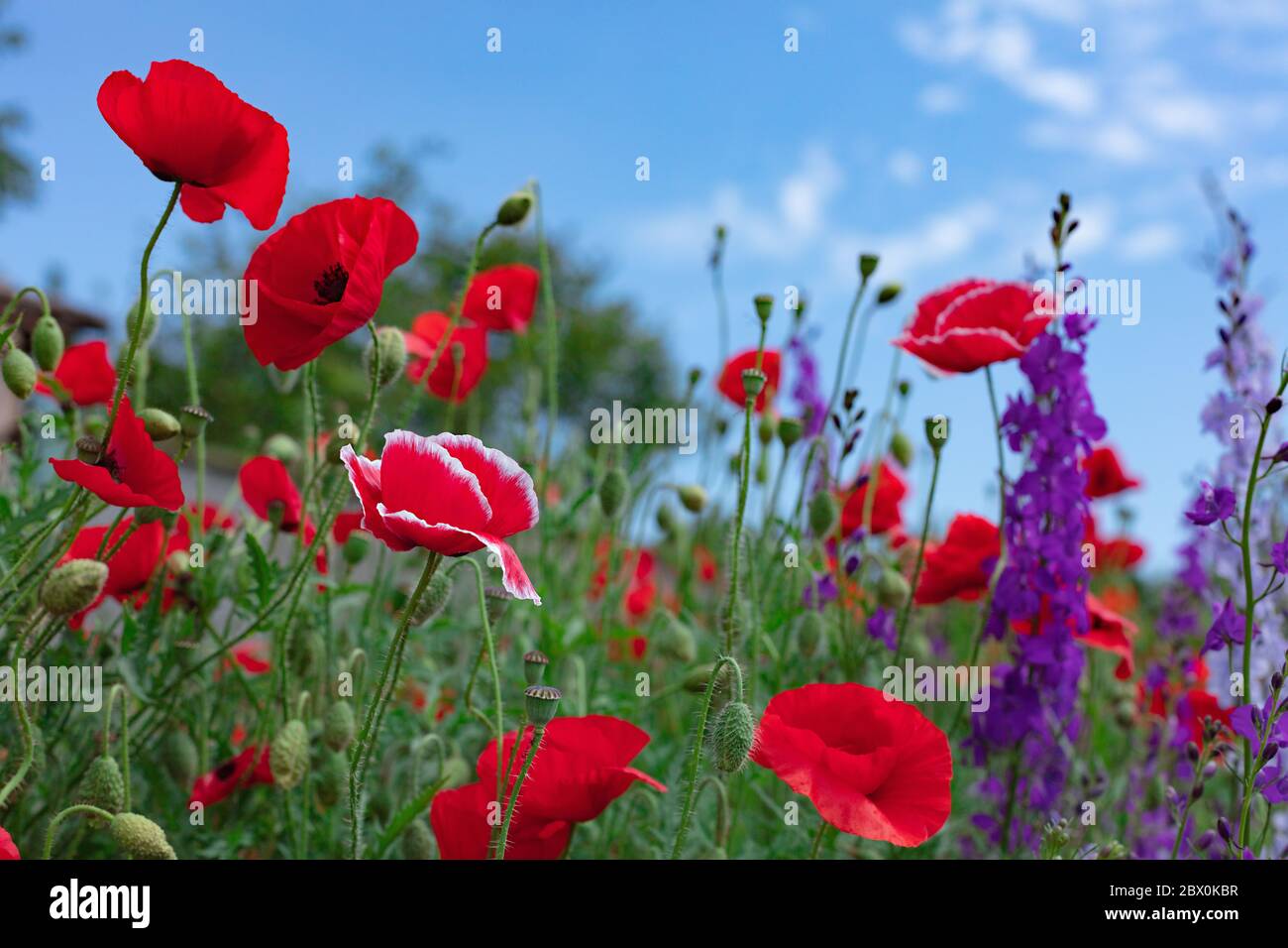 Wildblumen - Mohn, Kornblumen, Gänseblümchen auf der Wiese. Selektiver Fokus. Stockfoto