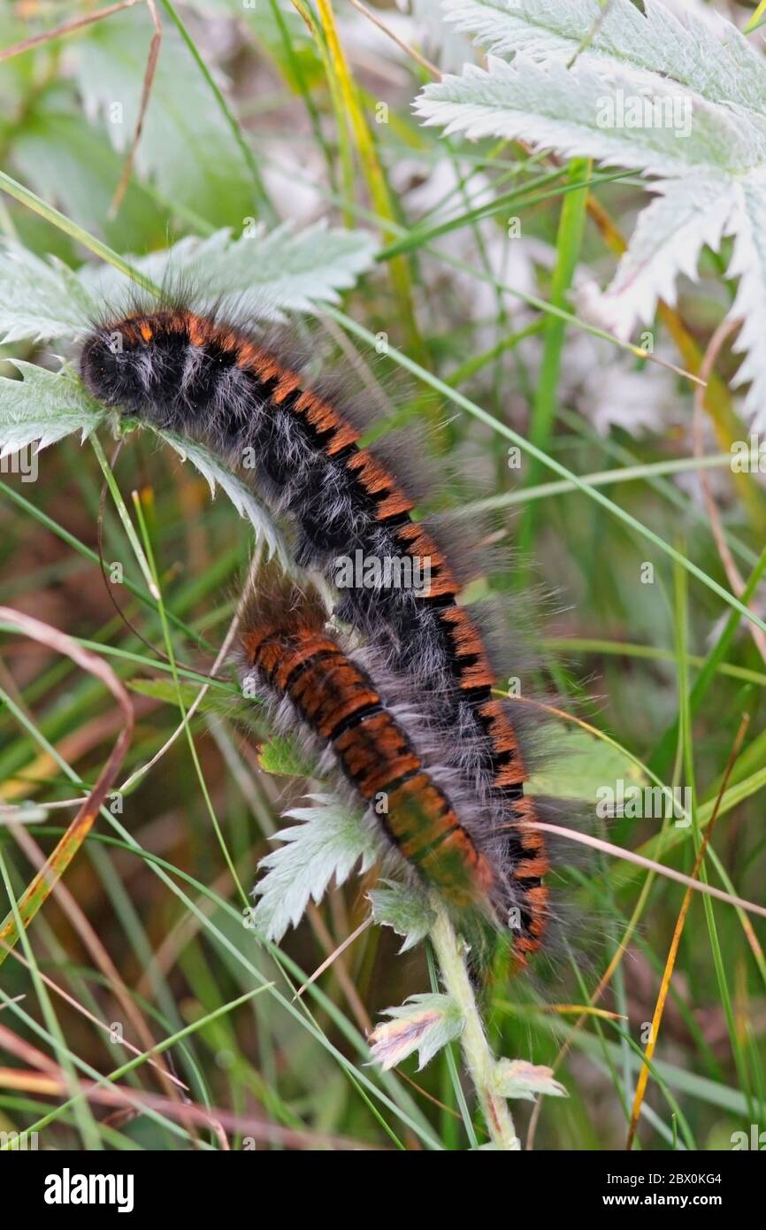 FUCHSMOTTE RAUPE (Macrothylacia rubi) letzte Instar Larva, Heilige Insel Lindisfarne, Großbritannien. Stockfoto