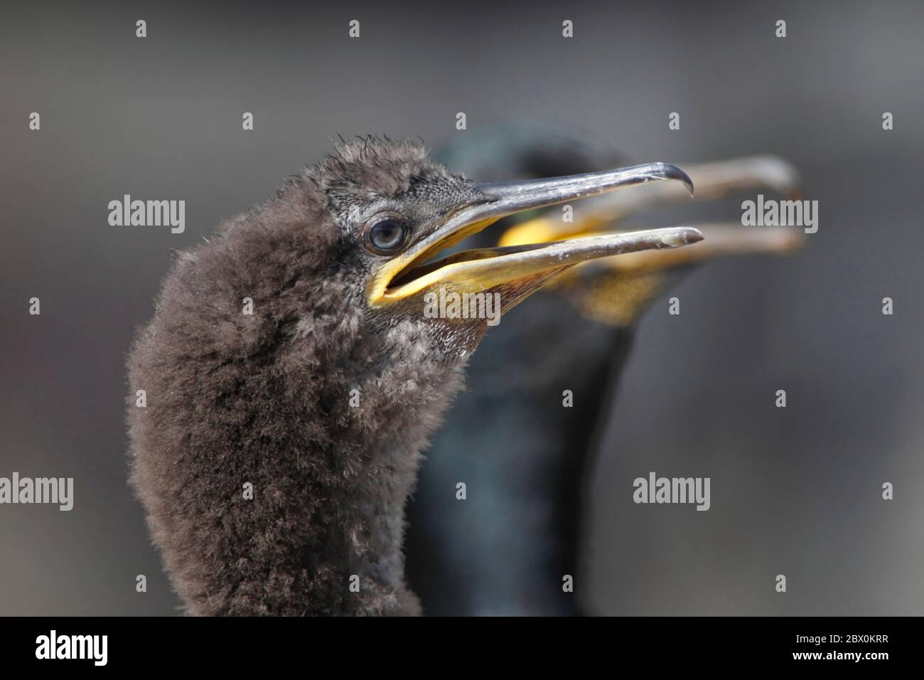 SHAG (Phalacrocorax aristotelis) Kopf des jungen Vogels mit Erwachsenen im Hintergrund, Großbritannien. Stockfoto