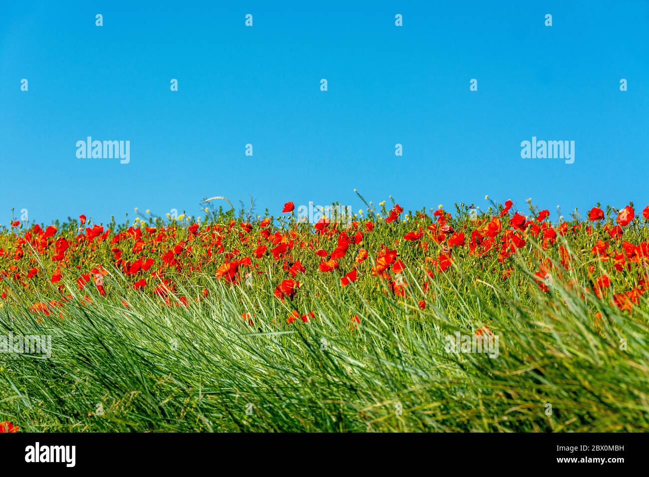 Rote Mohnblumen schimmern unter dem blauen Himmel Stockfoto