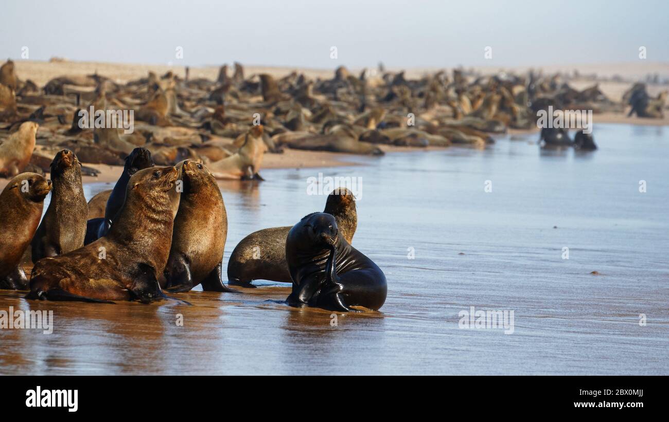 Kap-Pelzrobben-Kolonie am Atlantik Skeleton Coast, südlich von Luderitz, Namibia, Afrika. Stockfoto