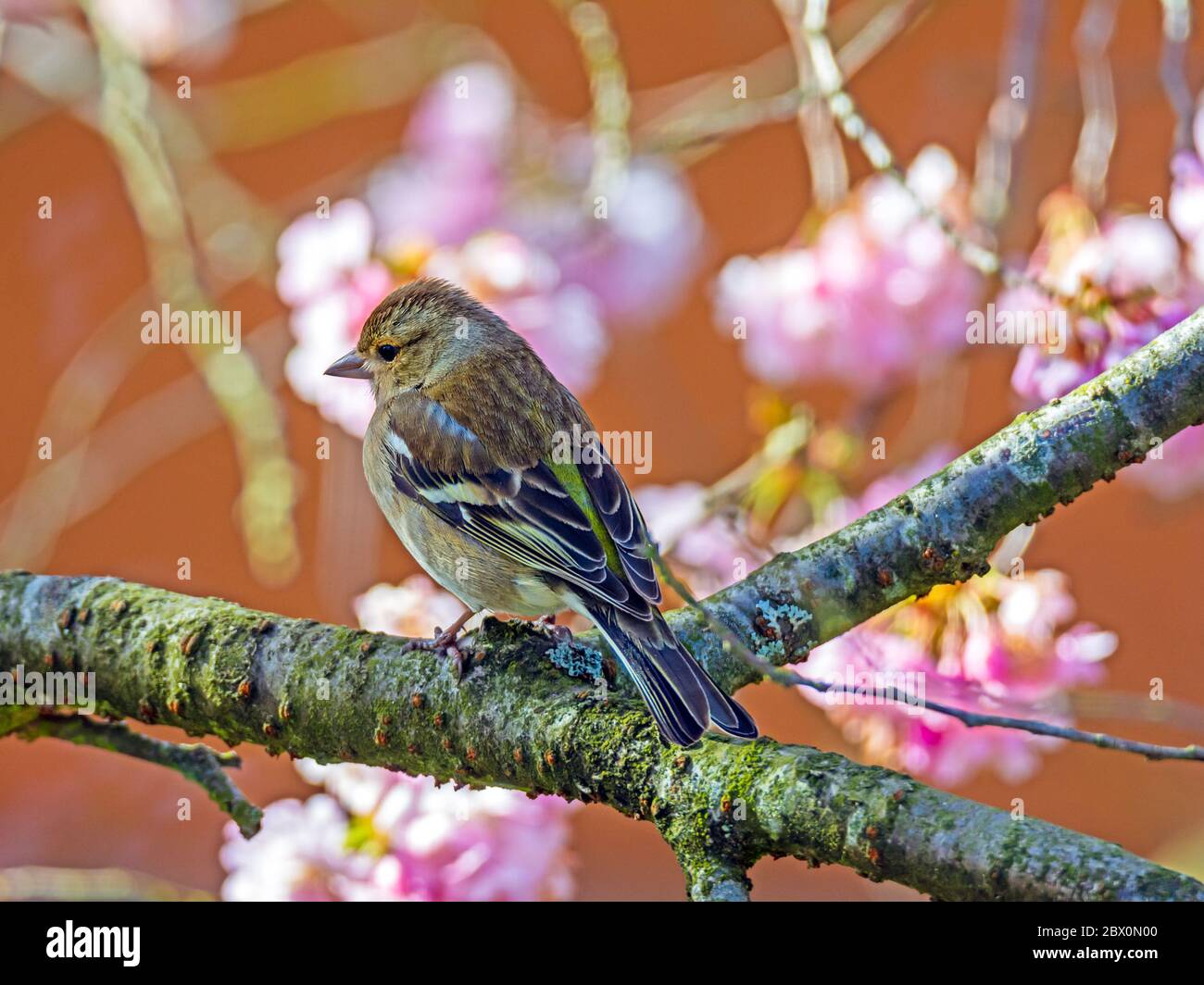 Weiblicher Buchfink (Fringilla coelebs), der auf dem Zweig eines Baumes sitzt Stockfoto