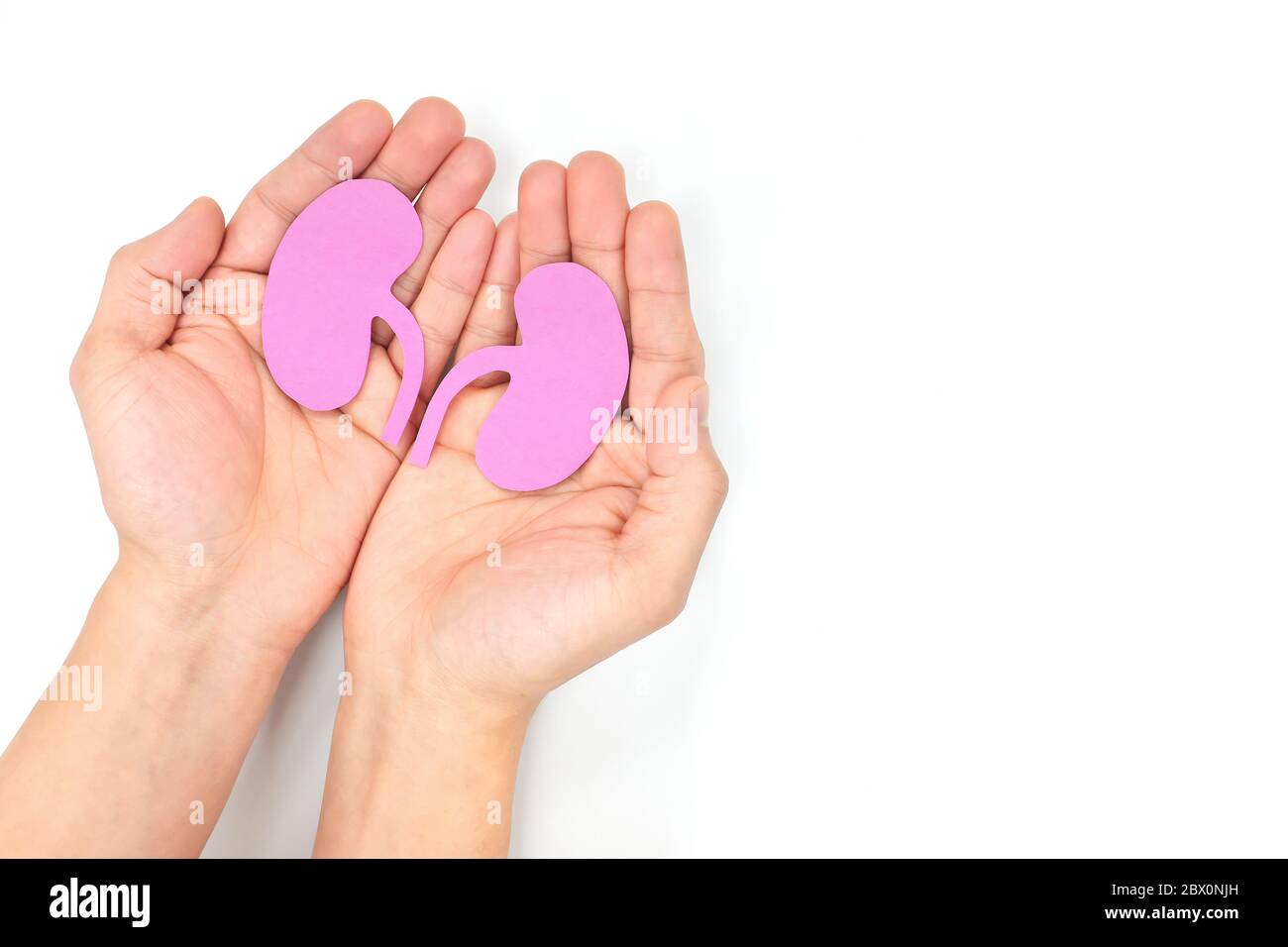 Menschliche Hände, die ein gesundes Paar Nieren in weißem Hintergrund halten. Draufsicht mit Kopierbereich. Stockfoto