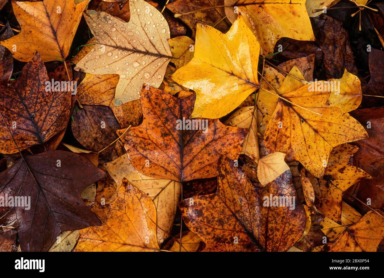 Helle, bunte, nasse, gefallene Tulpenbaum (Liriodendron tulipifera) Blätter im Herbst, England, Großbritannien. Stockfoto