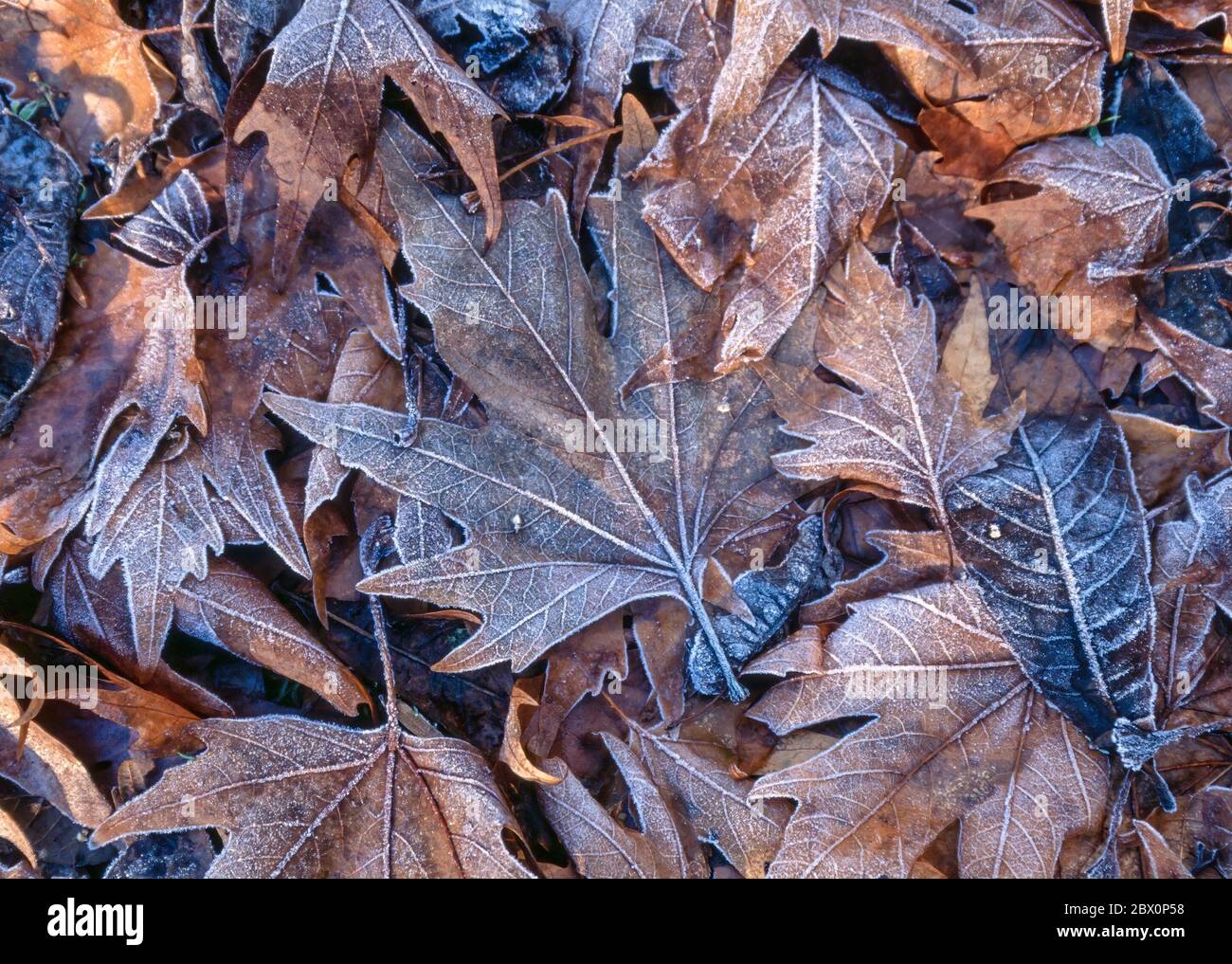 Nahaufnahme von frostigen, gefallenen Ahornblättern im Winter, England, Großbritannien Stockfoto