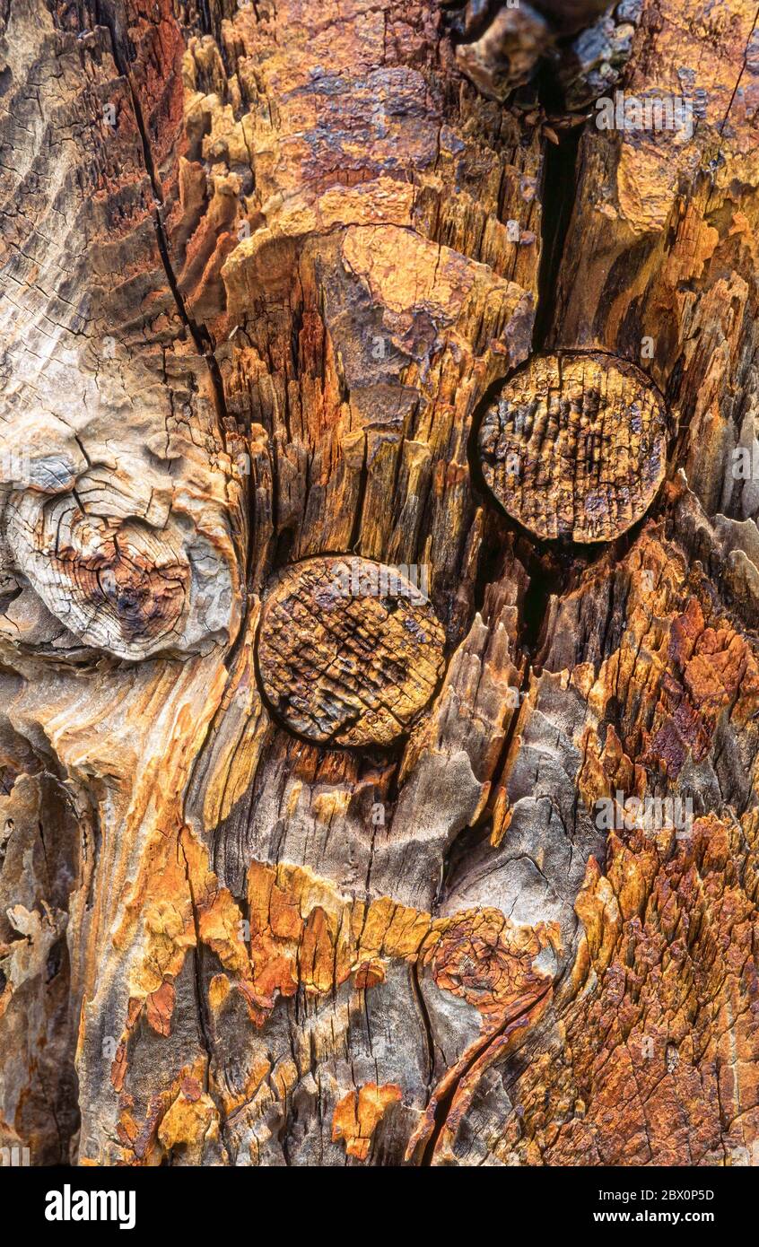 Nahaufnahme von alten, verfallenden hölzernen Schiffshölzern mit Holzpflöcken. Purton Hulks, Gloucestershire, England, Großbritannien Stockfoto