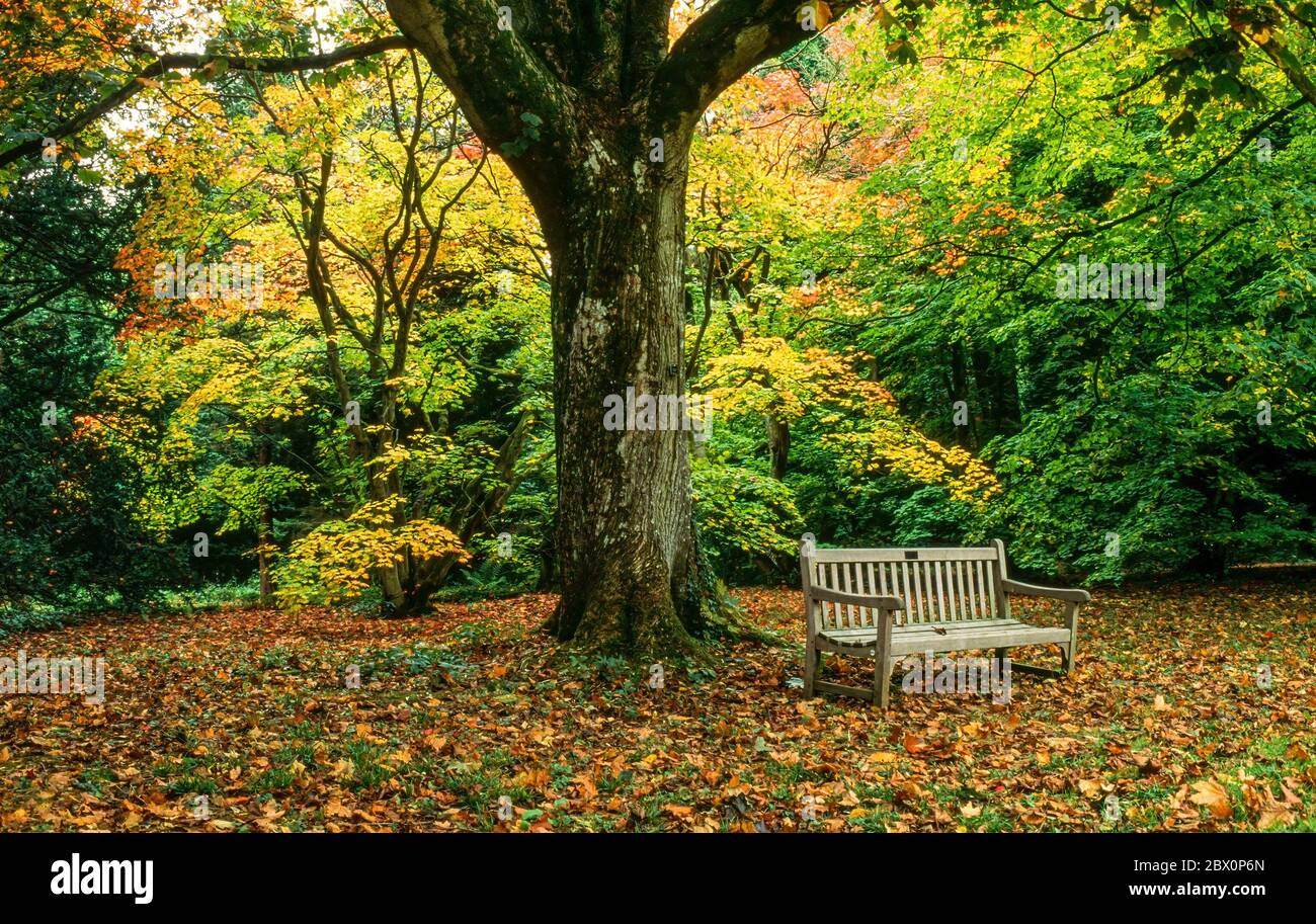 Waldsitz unter Baum im Herbst, Westonburt Arboretum, Gloucestershire, England, Großbritannien. Stockfoto