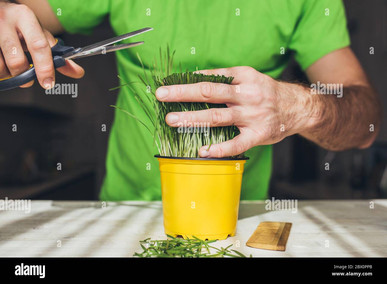 Gras schneiden als Frisur - Ökologie Konzept - Friseursalon Stockfoto