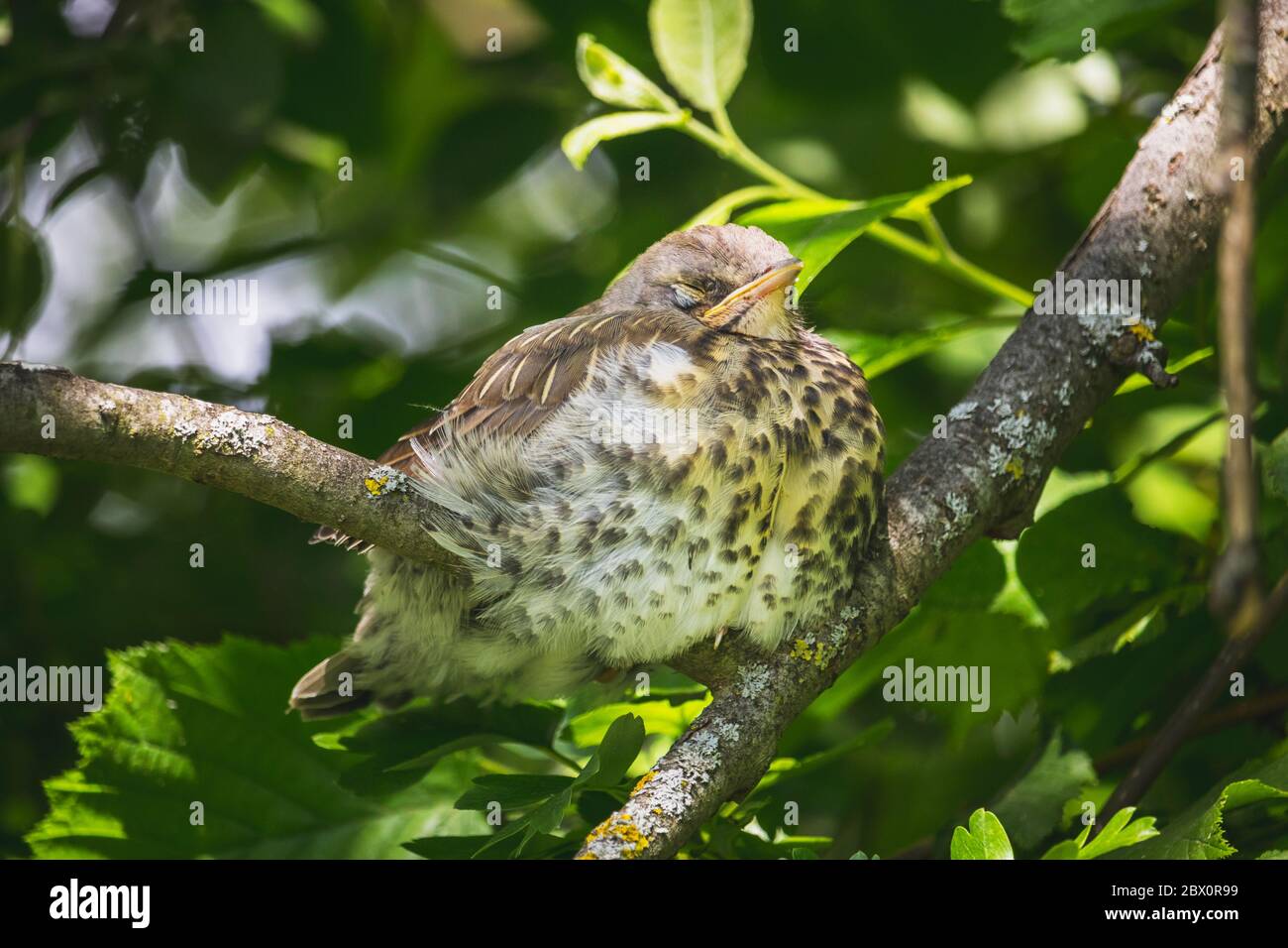 Feldfare - ein junger kleiner Vogel auf einem Ast des Baumes - schlafend Stockfoto