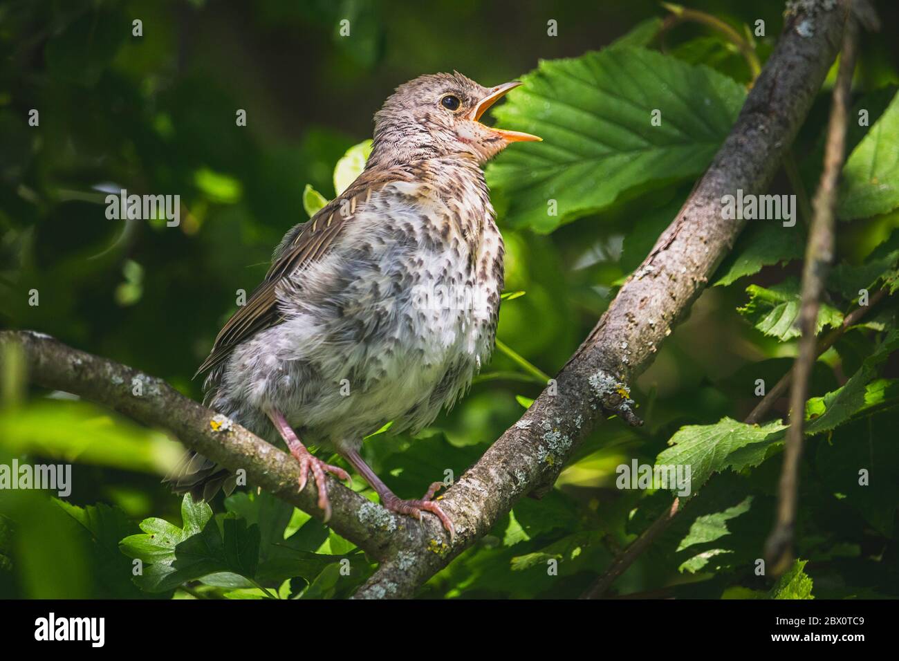Feldfare - ein junger kleiner Vogel auf einem Ast des Baumes - singend Stockfoto