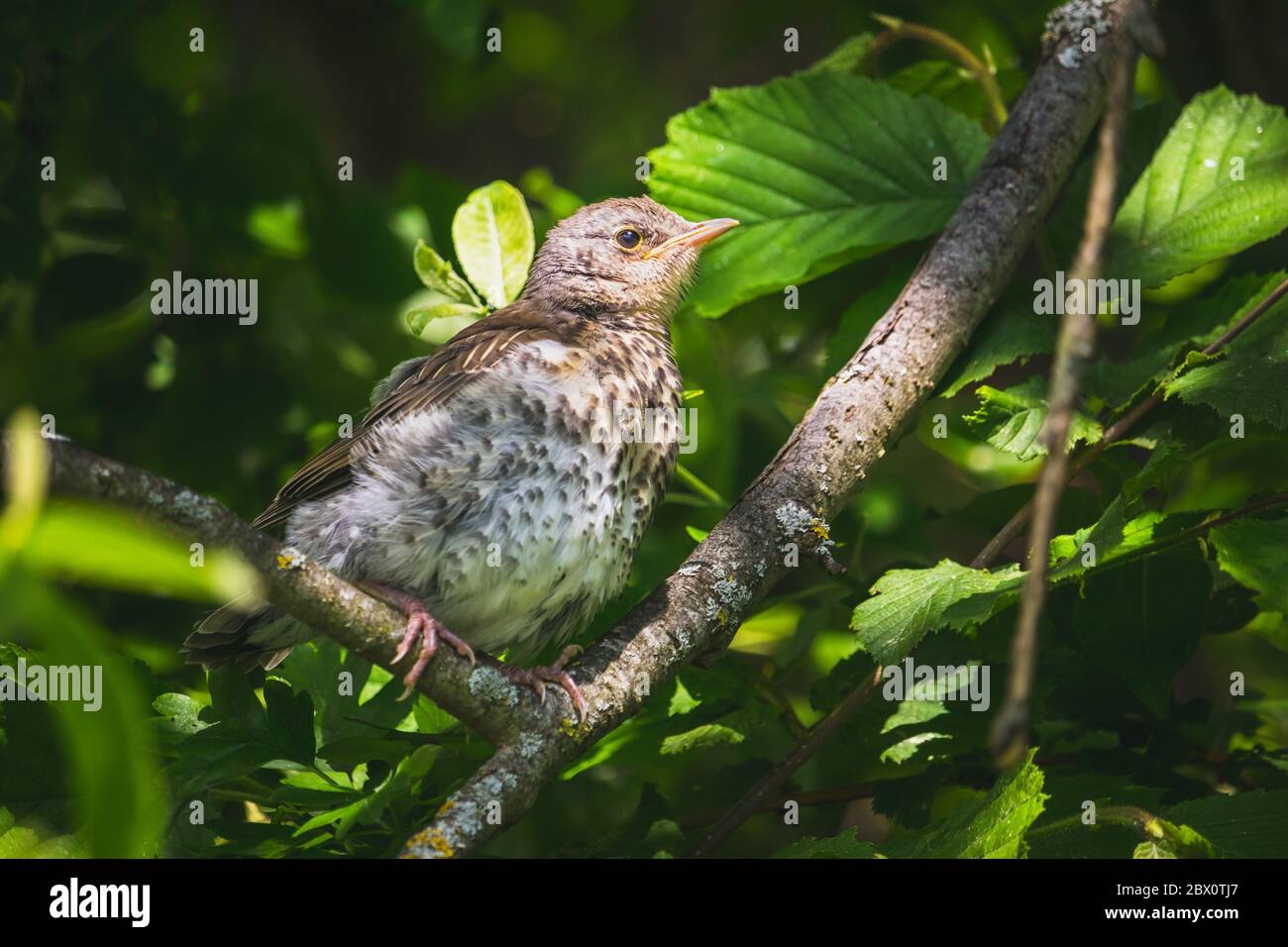 Feldfare - ein junger kleiner Vogel auf einem Ast des Baumes Stockfoto