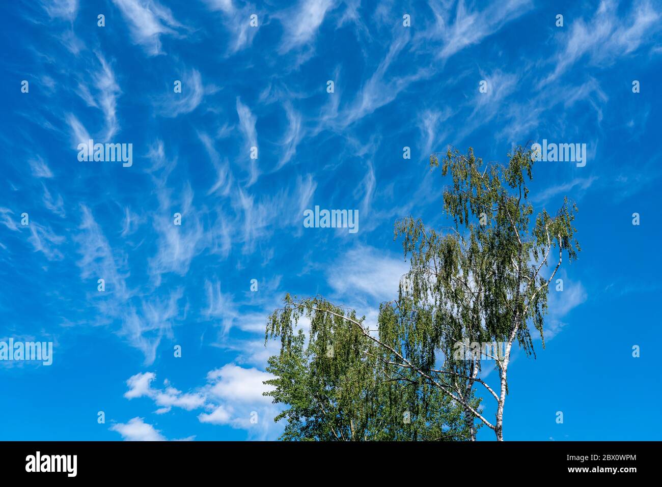 Blauer Himmel mit Zirruswolken, filigrane Eiswolken in großer Höhe, Vorboten wärmerer Witterung, Stockfoto