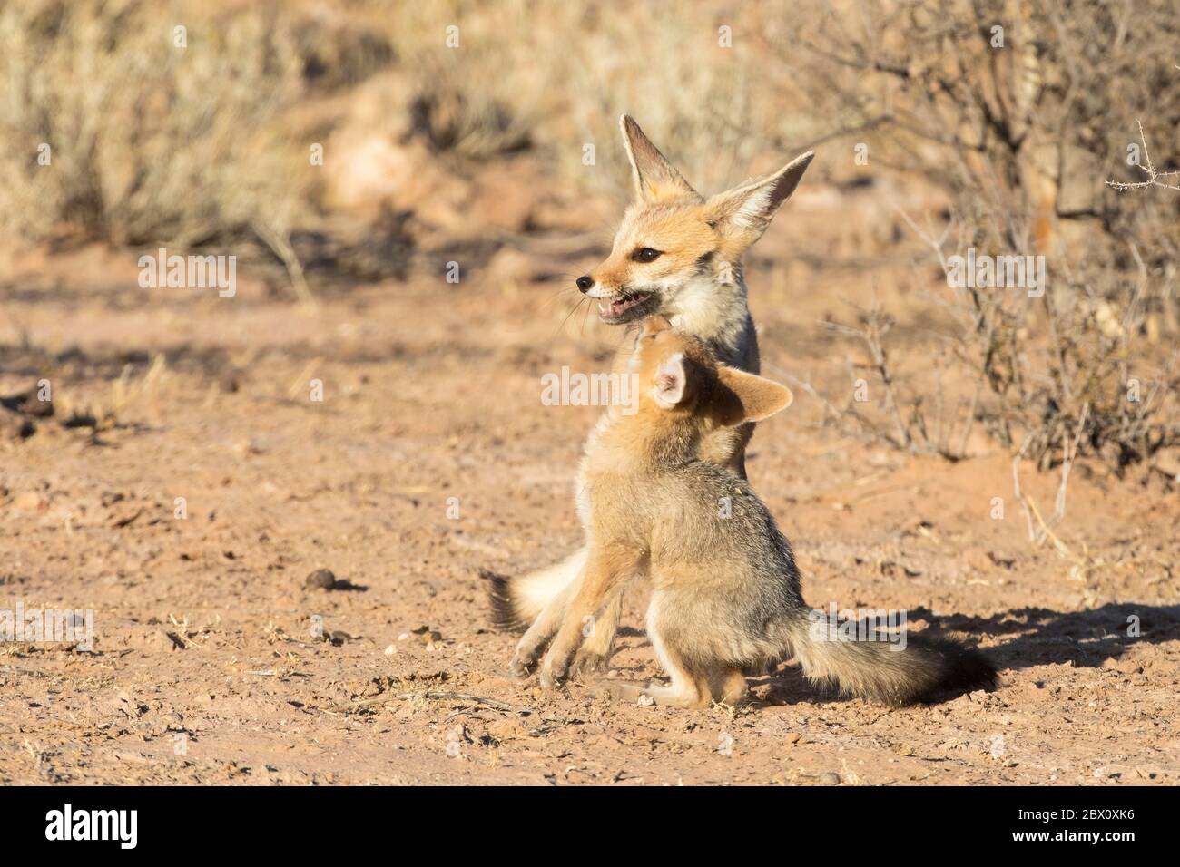 Cape Fox, Vulpes Chama, Spielen mit einem jungen Cub in der Morgendämmerung, Kgalagadi Transfrontier Park, Northern Cape, Südafrika Stockfoto