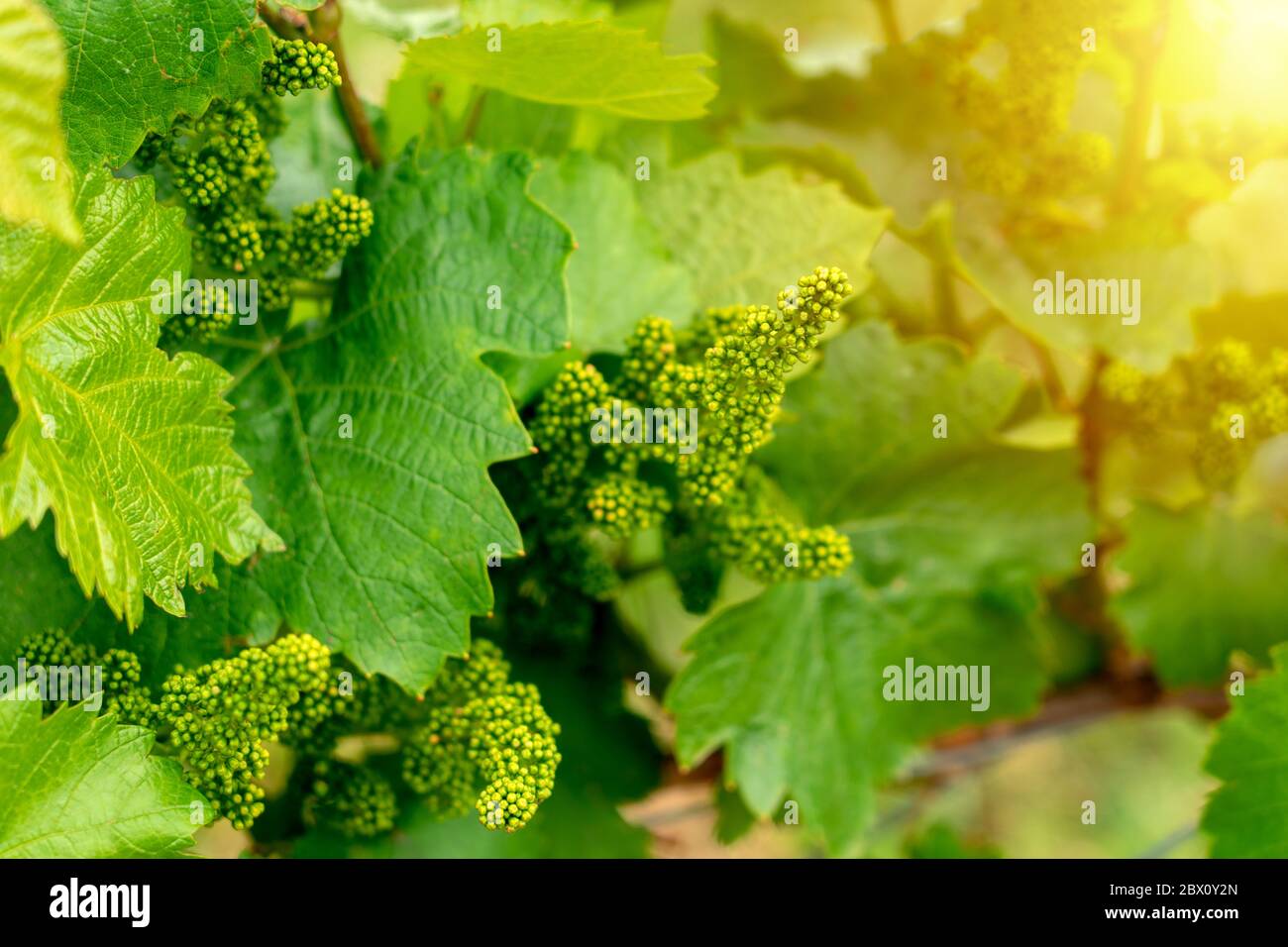 Roh wachsende grüne Trauben in Sonnenlicht in einem Weinberg Stockfoto