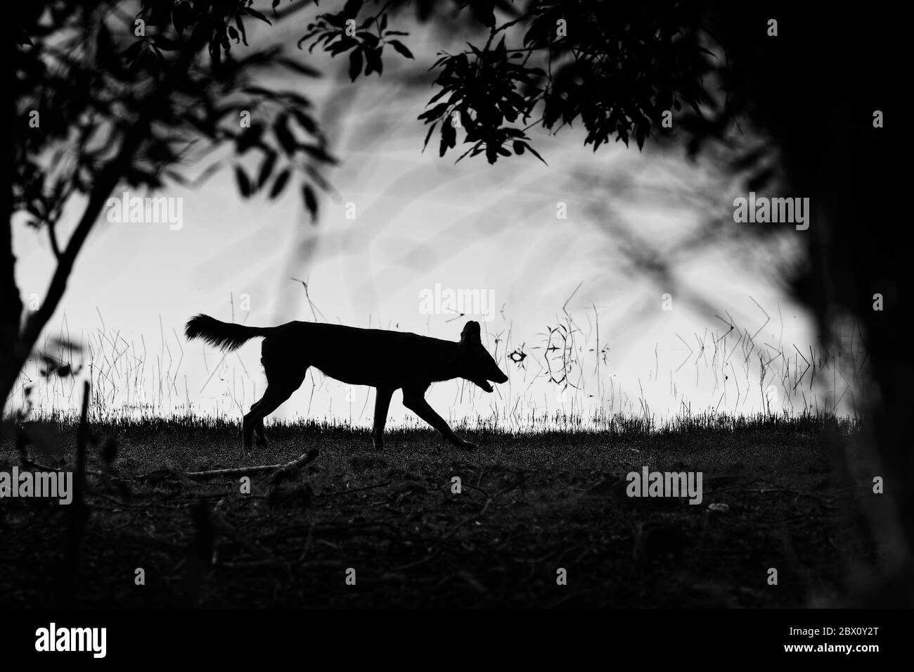 Dhole (Cuon alpinus) oder indischer Wildhund im Wald, Tadoba Andhari Tiger Reserve, Maharashtra Staat, Indien Stockfoto