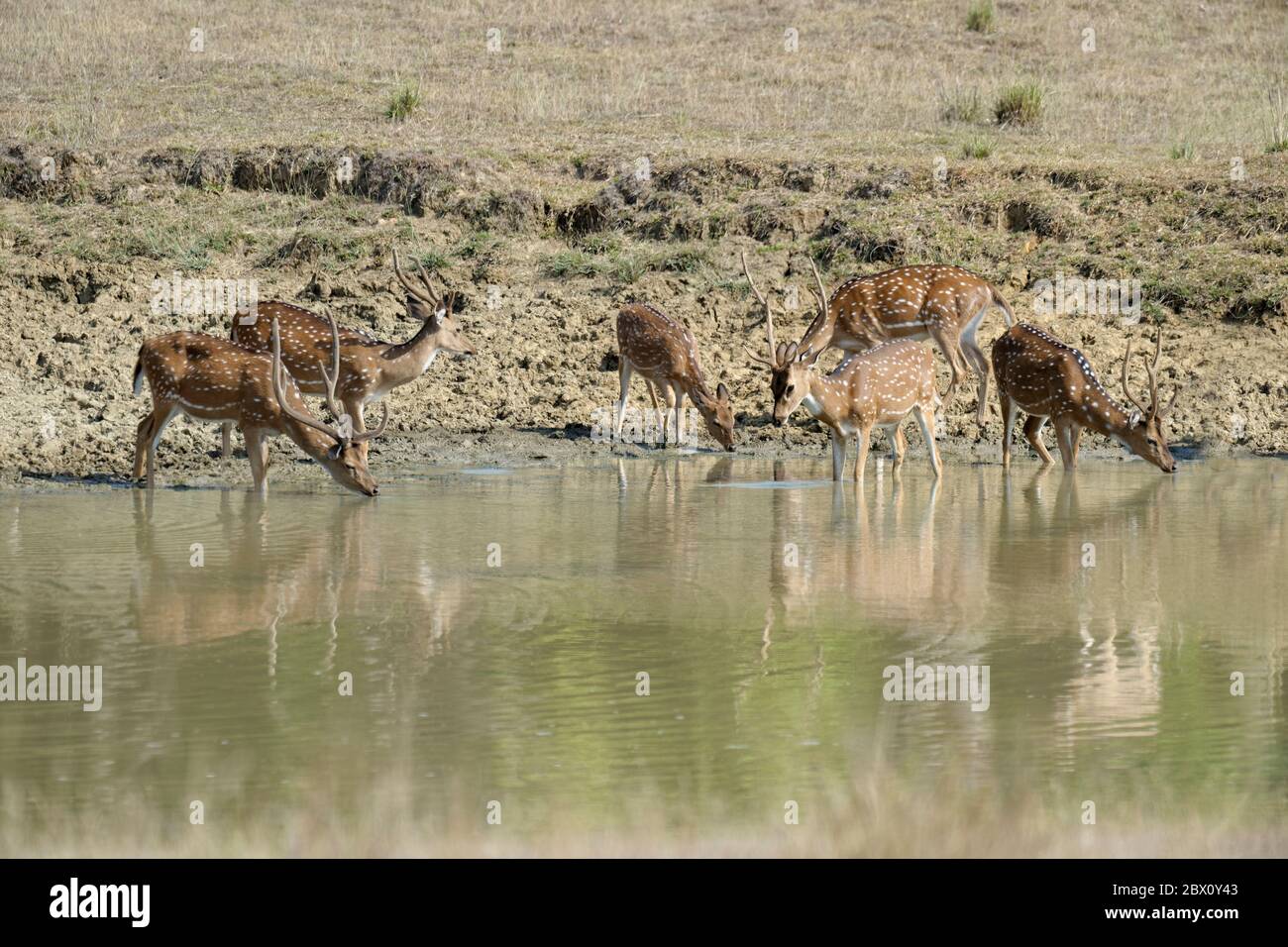 Gruppe von Chital oder Spotthirschen (Achse) trinken in einem Teich, Kanha National Park und Tiger Reserve, Madhya Pradesh, Indien Stockfoto