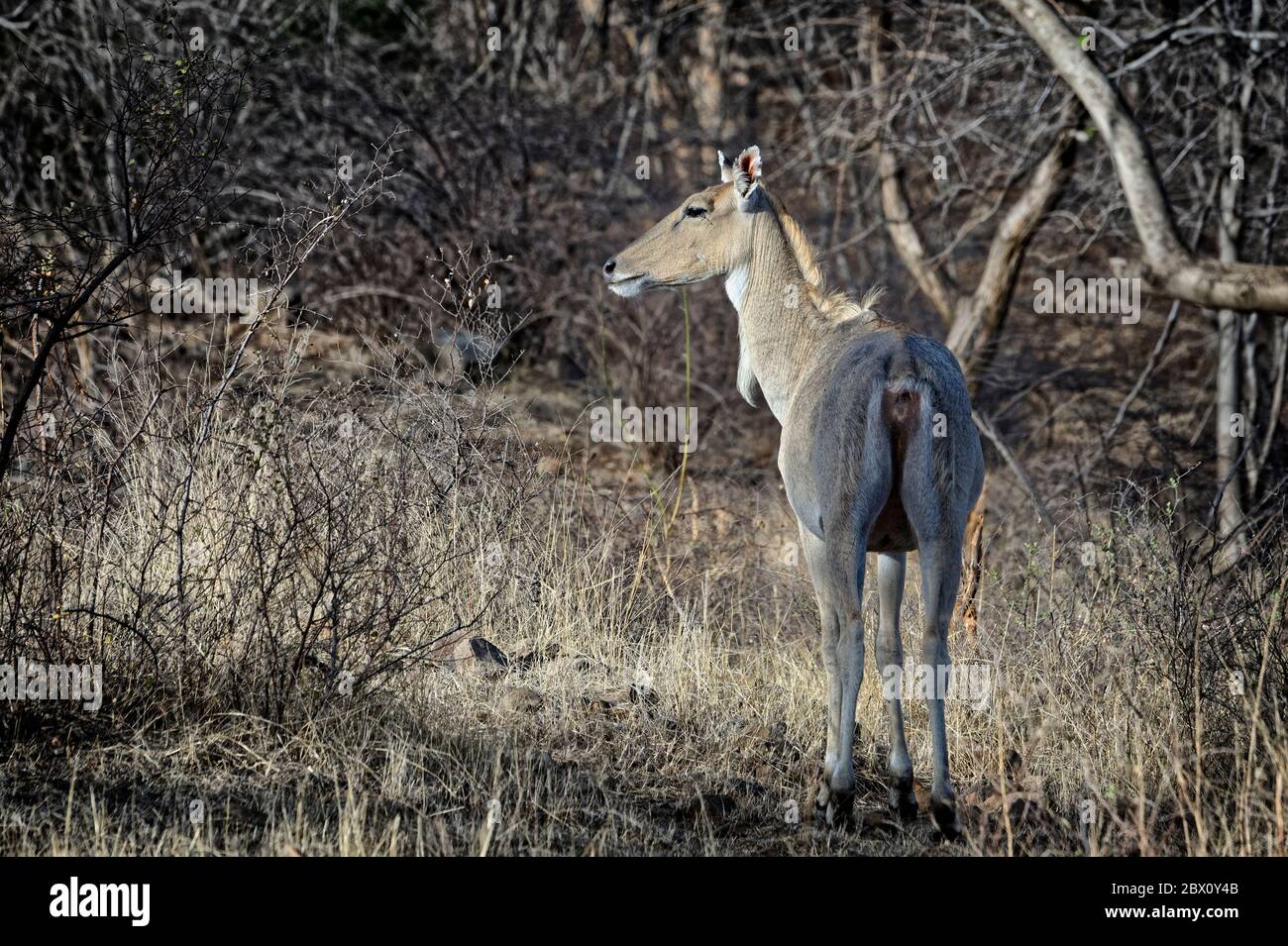 Nilgai oder blauer Bullen Antelope (Boselaphus tragocamelus), Ranthambhore-Nationalpark, Rajasthan, Indien Stockfoto Nilgai oder blauer Bullen Antelope (Boselaphus tragocamelus), Ranthambhore-Nationalpark, Rajasthan, Indien Stockfoto