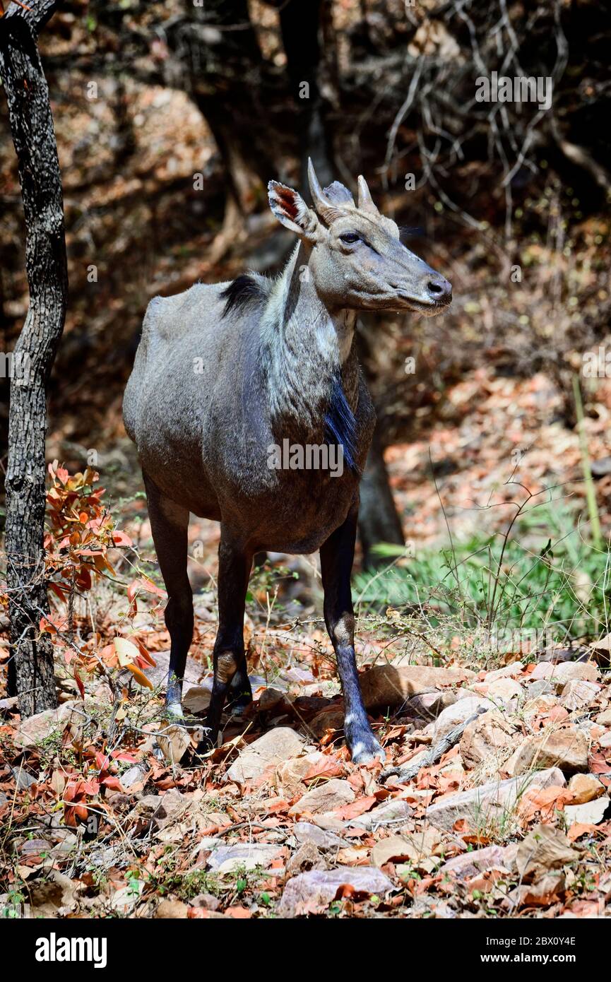 Nilgai oder blauer Bullen Antelope (Boselaphus tragocamelus), Ranthambhore-Nationalpark, Rajasthan, Indien Stockfoto Nilgai oder blauer Bullen Antelope (Boselaphus tragocamelus), Ranthambhore-Nationalpark, Rajasthan, Indien Stockfoto