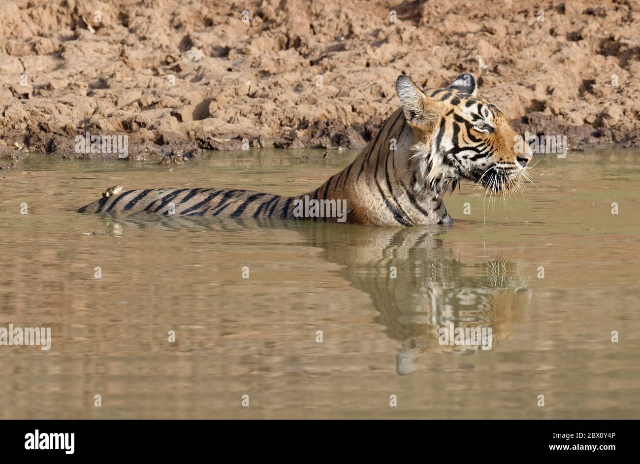 Weibliche bengalische Tiger (Panthera tigris tigris) erfrischend im Wasser, Ranthambhore National Park, Rajasthan, Indien Stockfoto