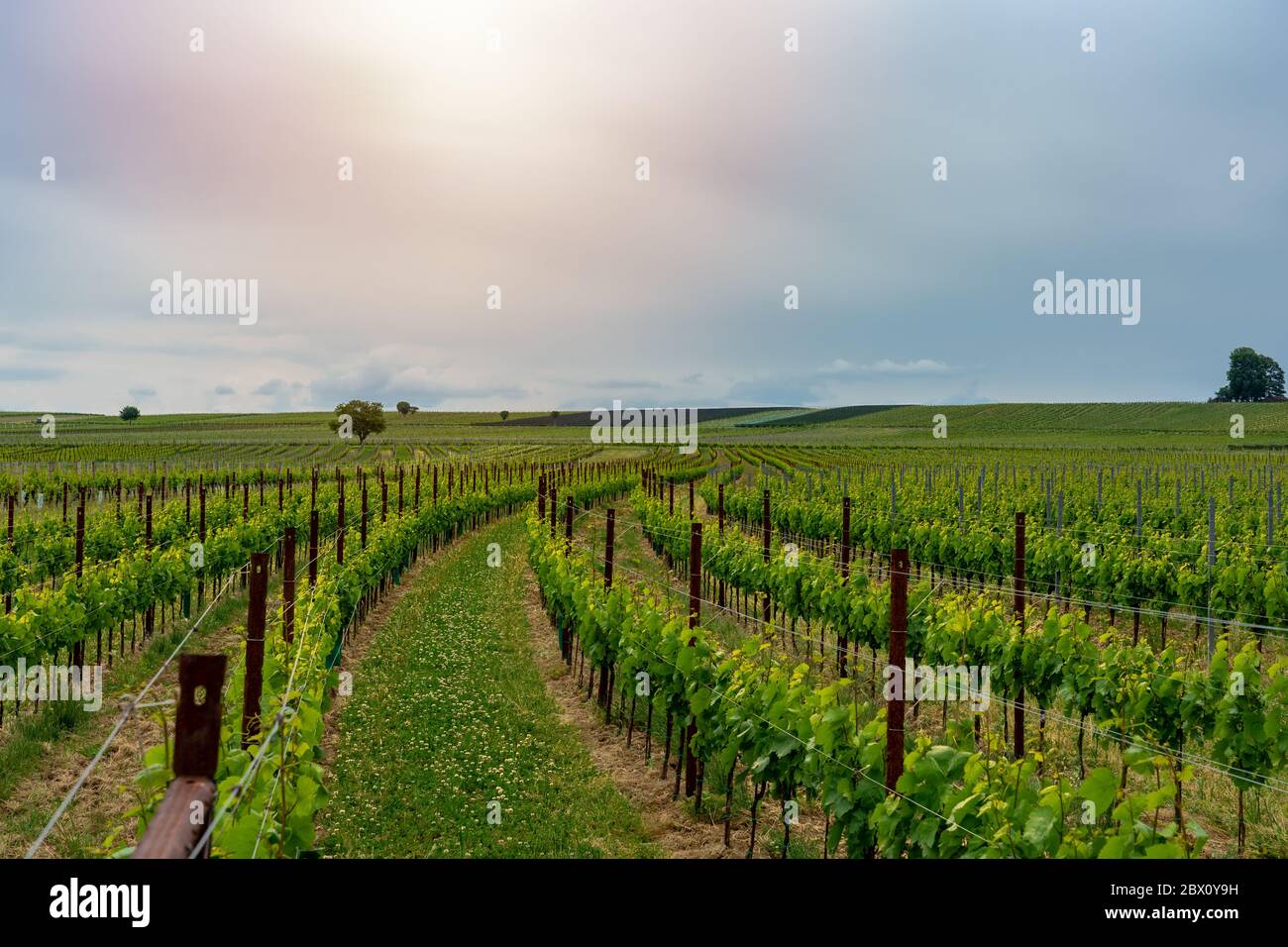 Roh wachsende grüne Trauben in schönen Reihen in einem Weinberg Frühling Sommer beginnt Stockfoto