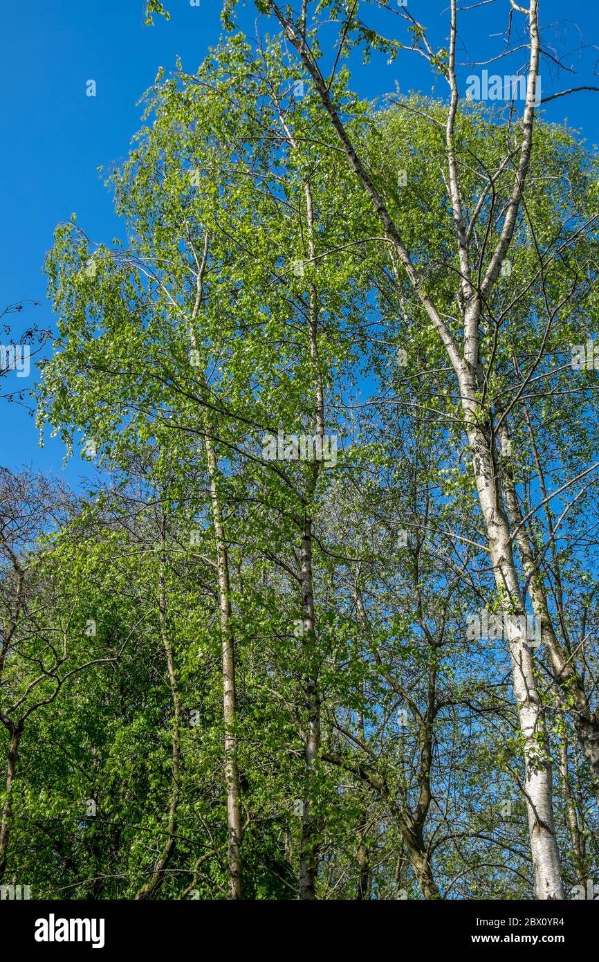 Gesundheitswanderung während covid-19 Stockfoto